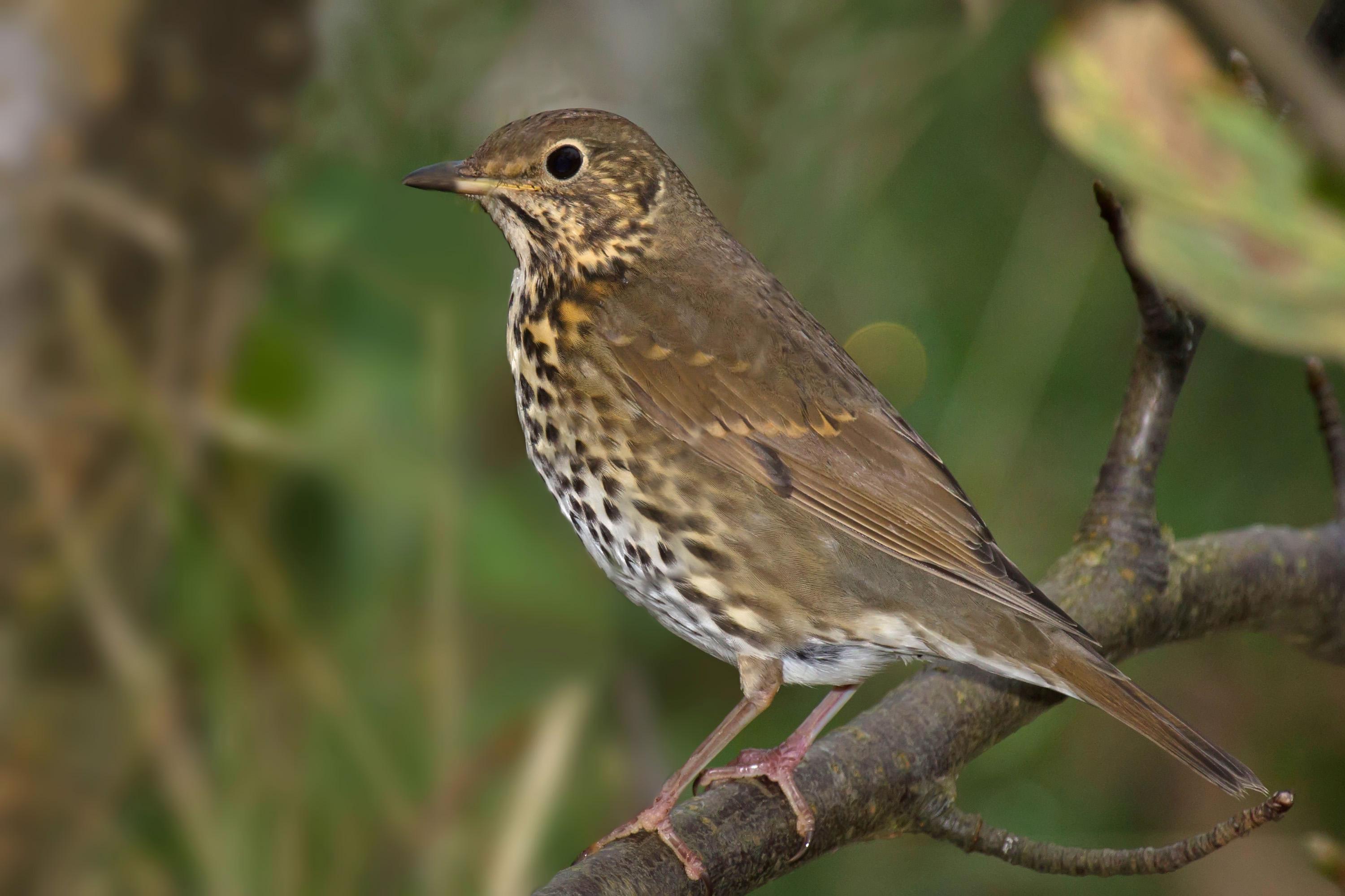 Thrush Wallpapers