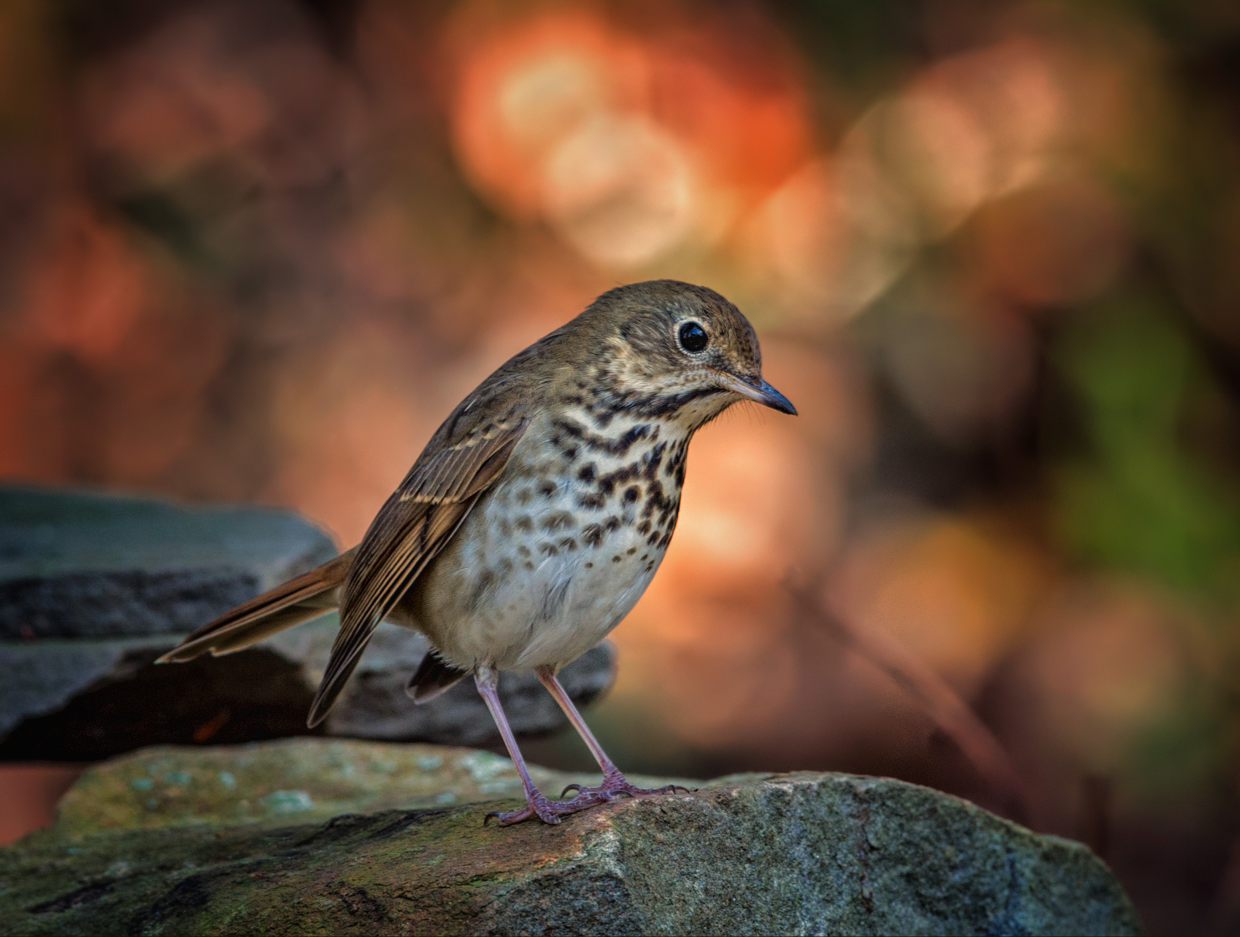 Thrushes Wallpapers