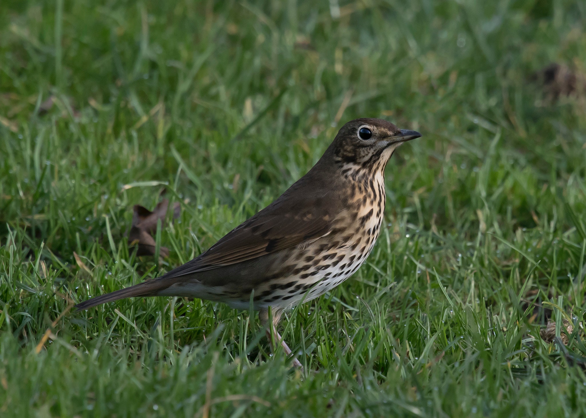 Thrushes Wallpapers