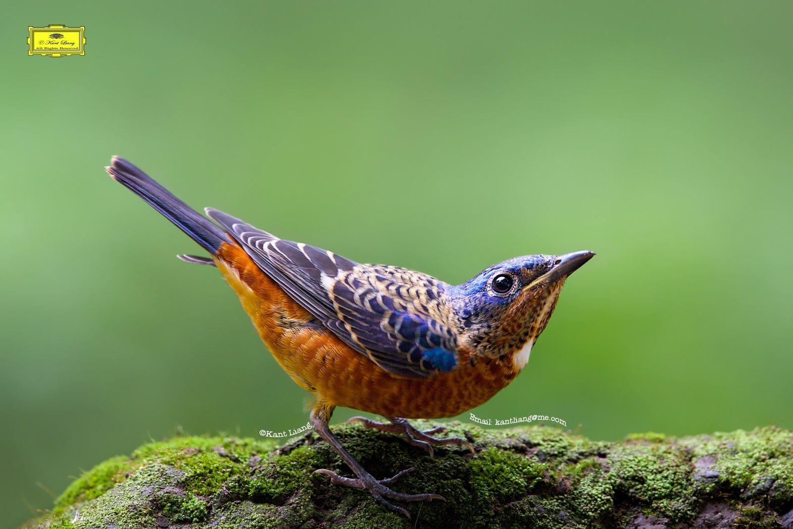 Thrushes Wallpapers