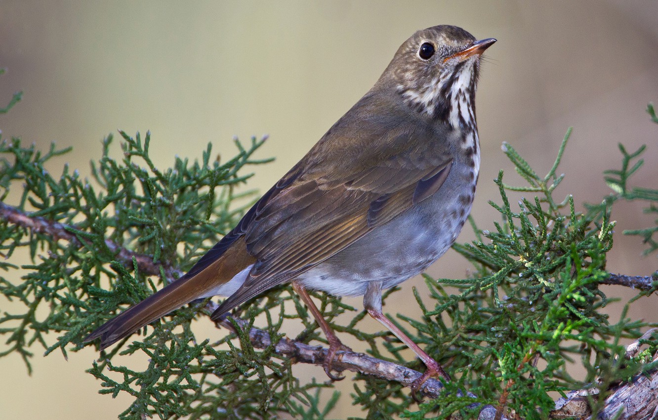 Thrushes Wallpapers