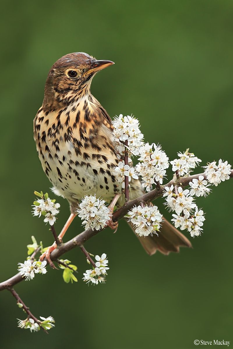 Thrushes Wallpapers