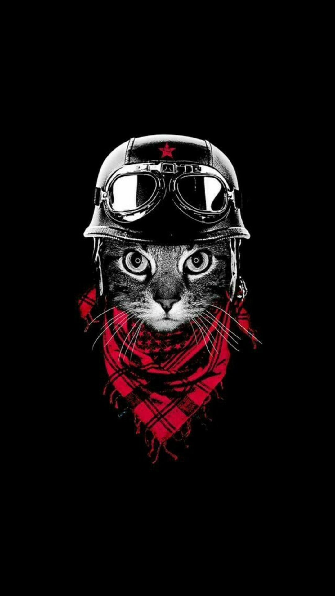 Thug Cat Wallpapers