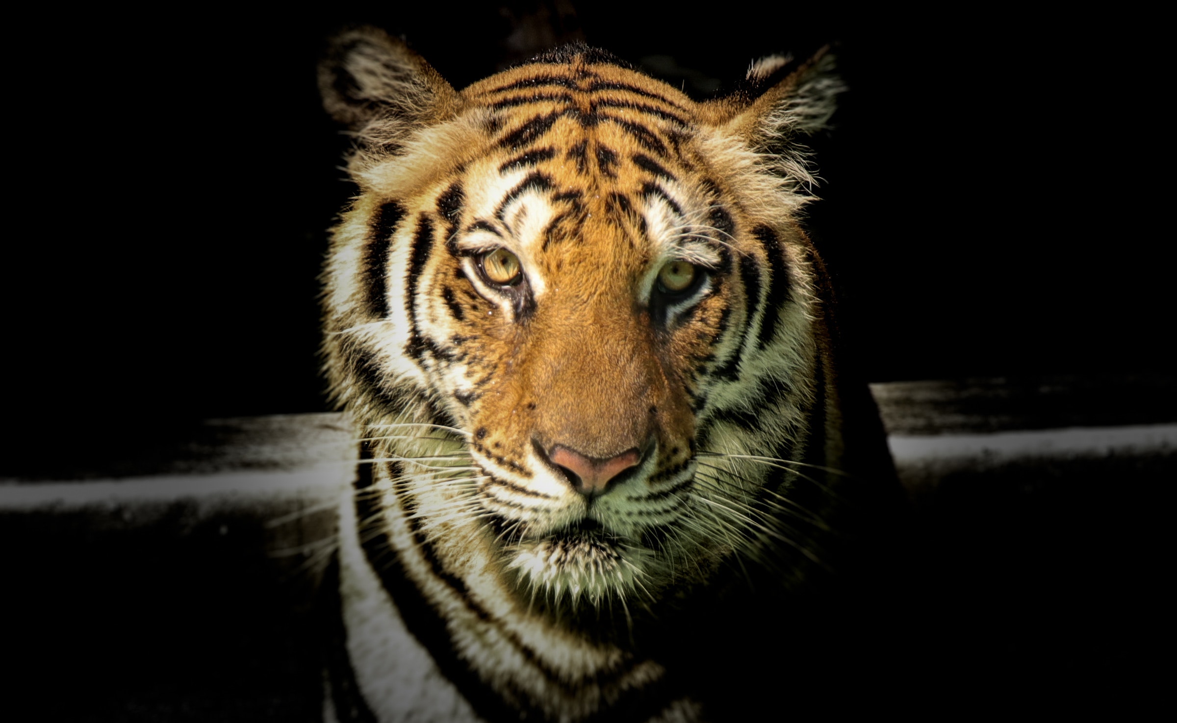 Tiger Free Wallpapers