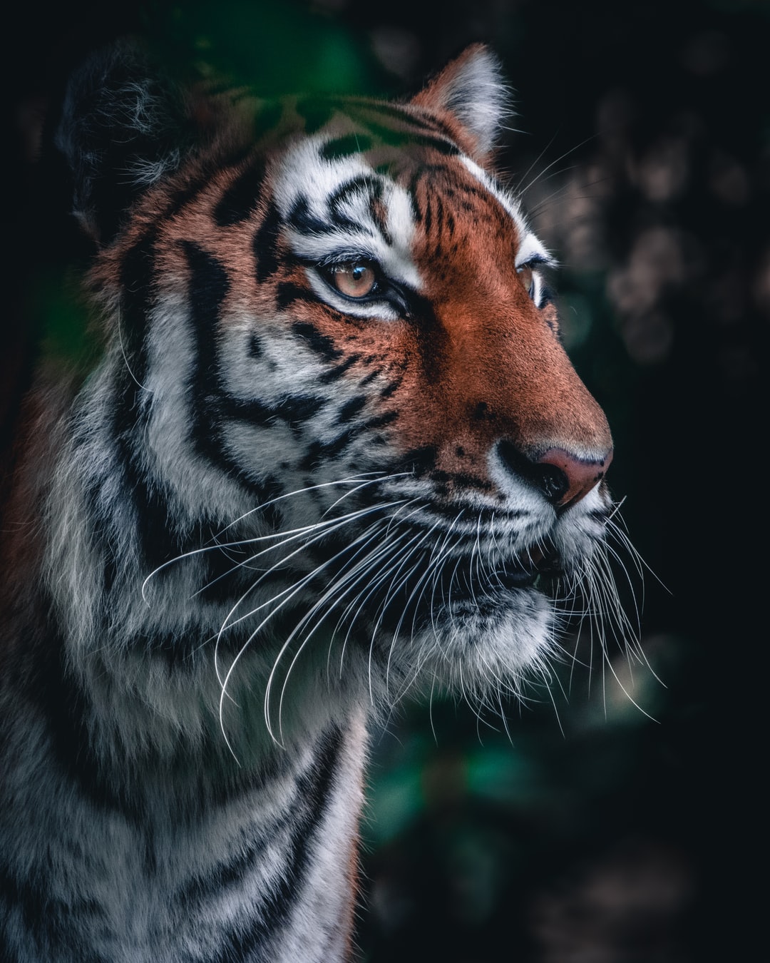 Tiger Free Wallpapers