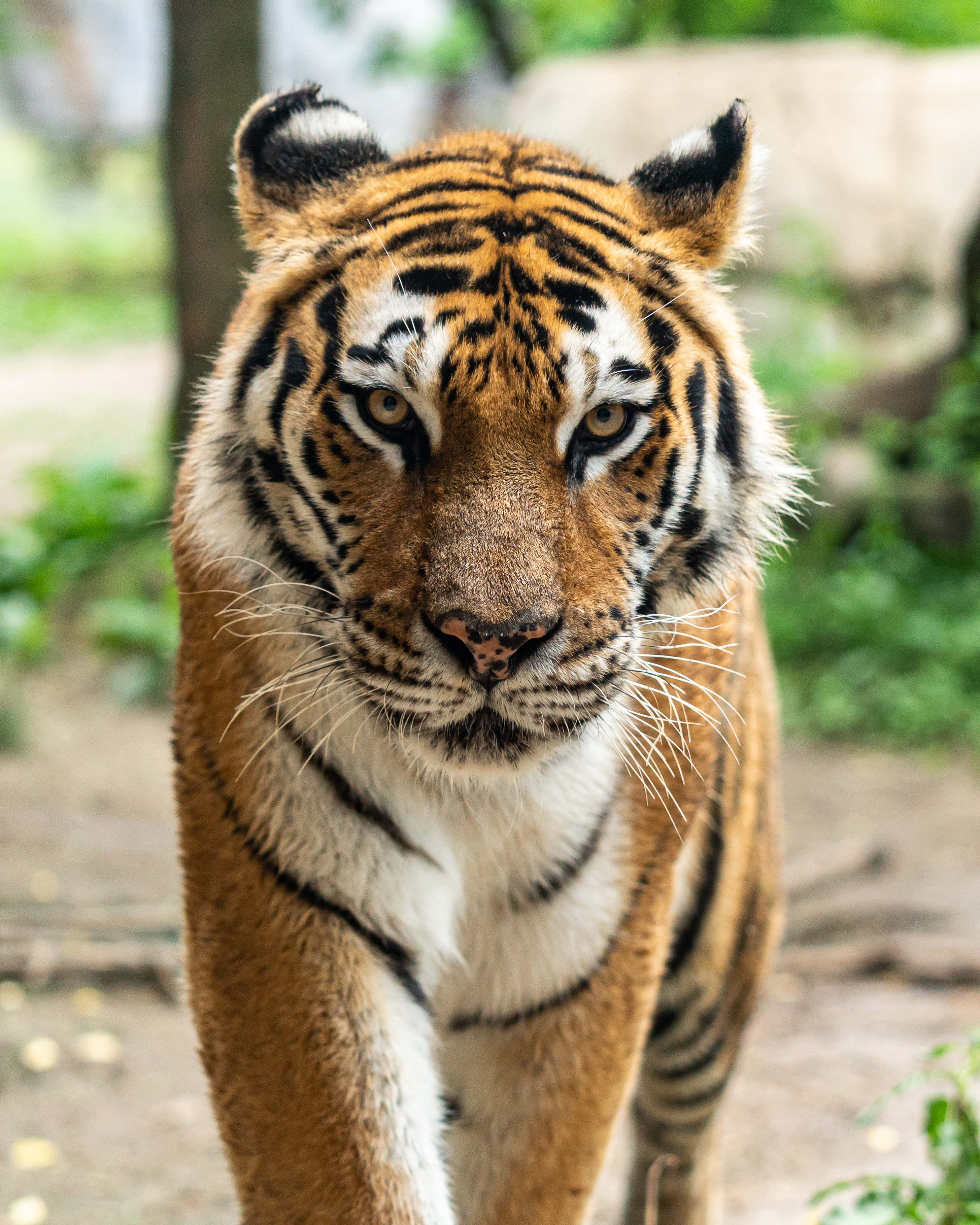 Tiger Free Wallpapers