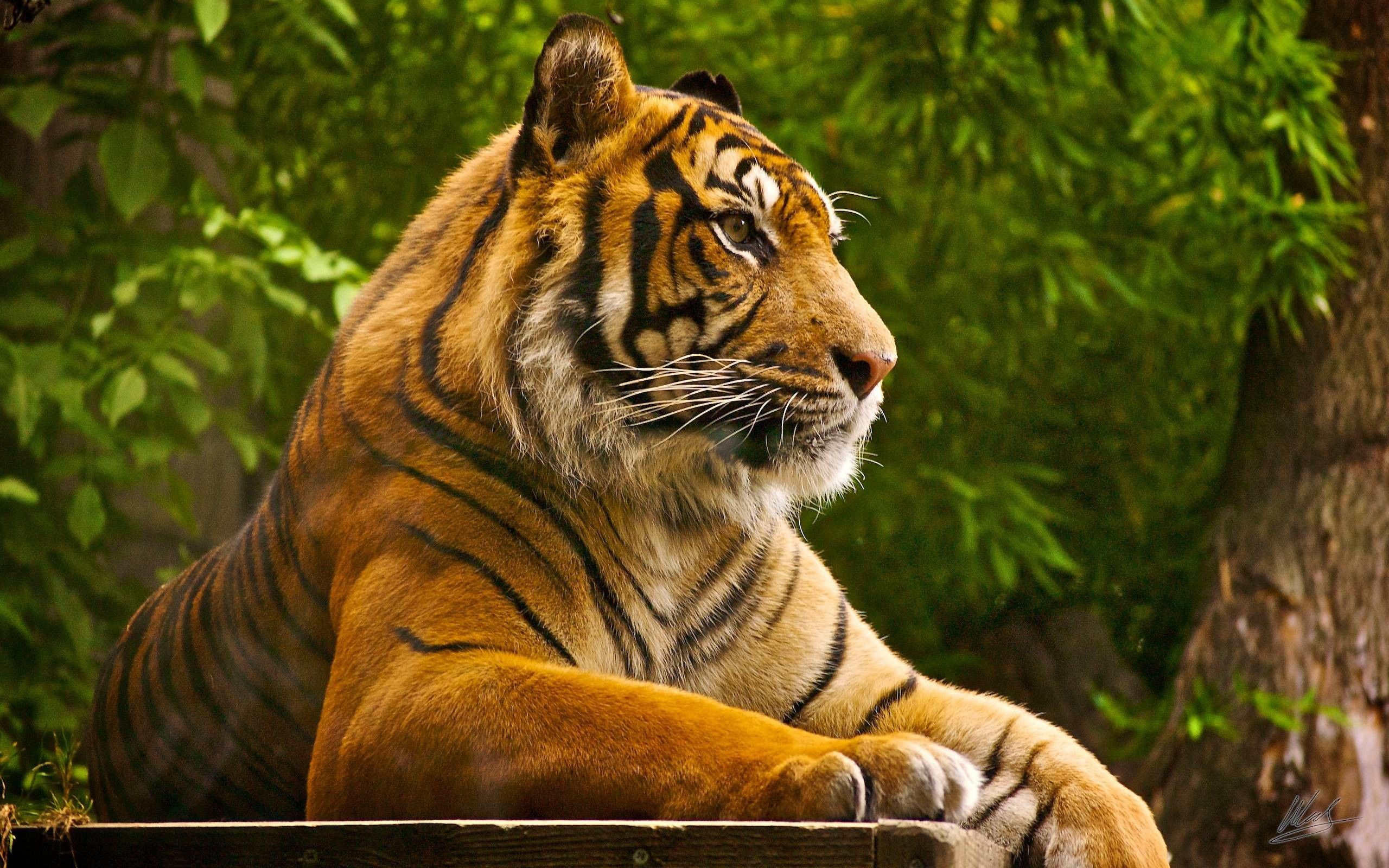 Tiger Free Wallpapers