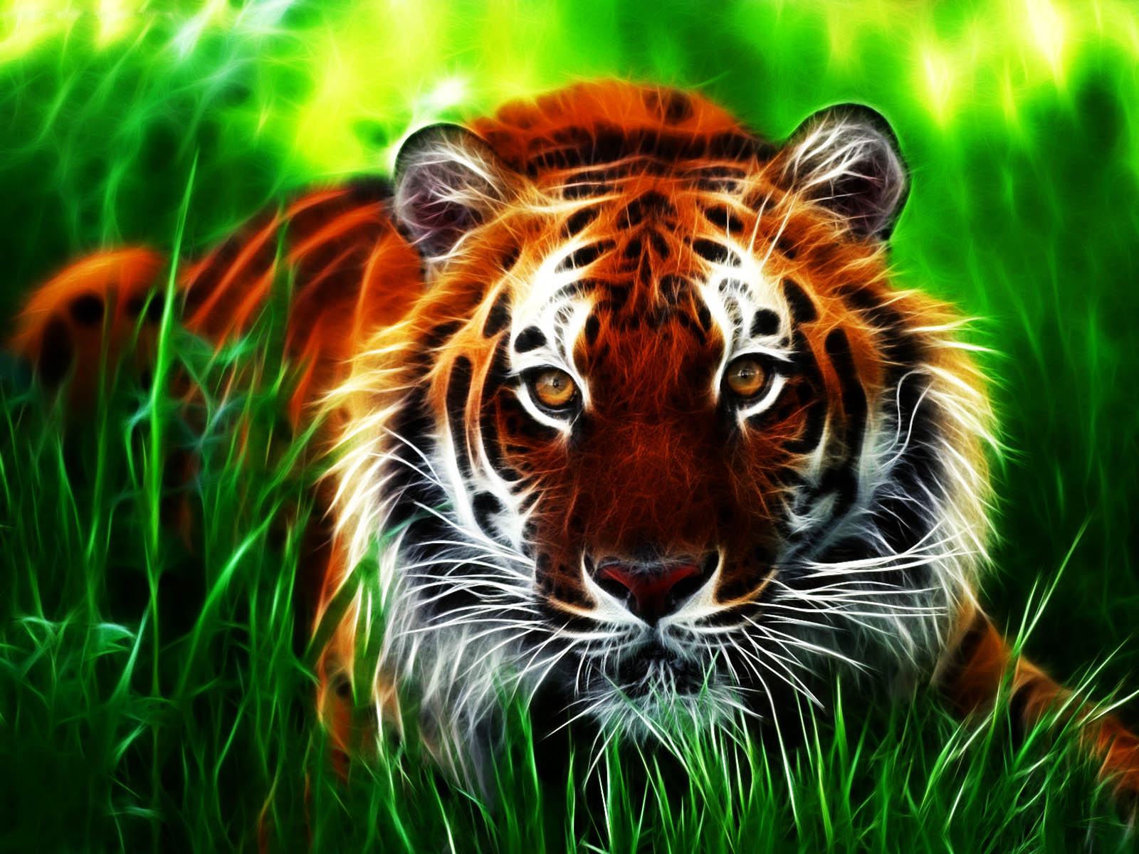 Tiger Free Wallpapers