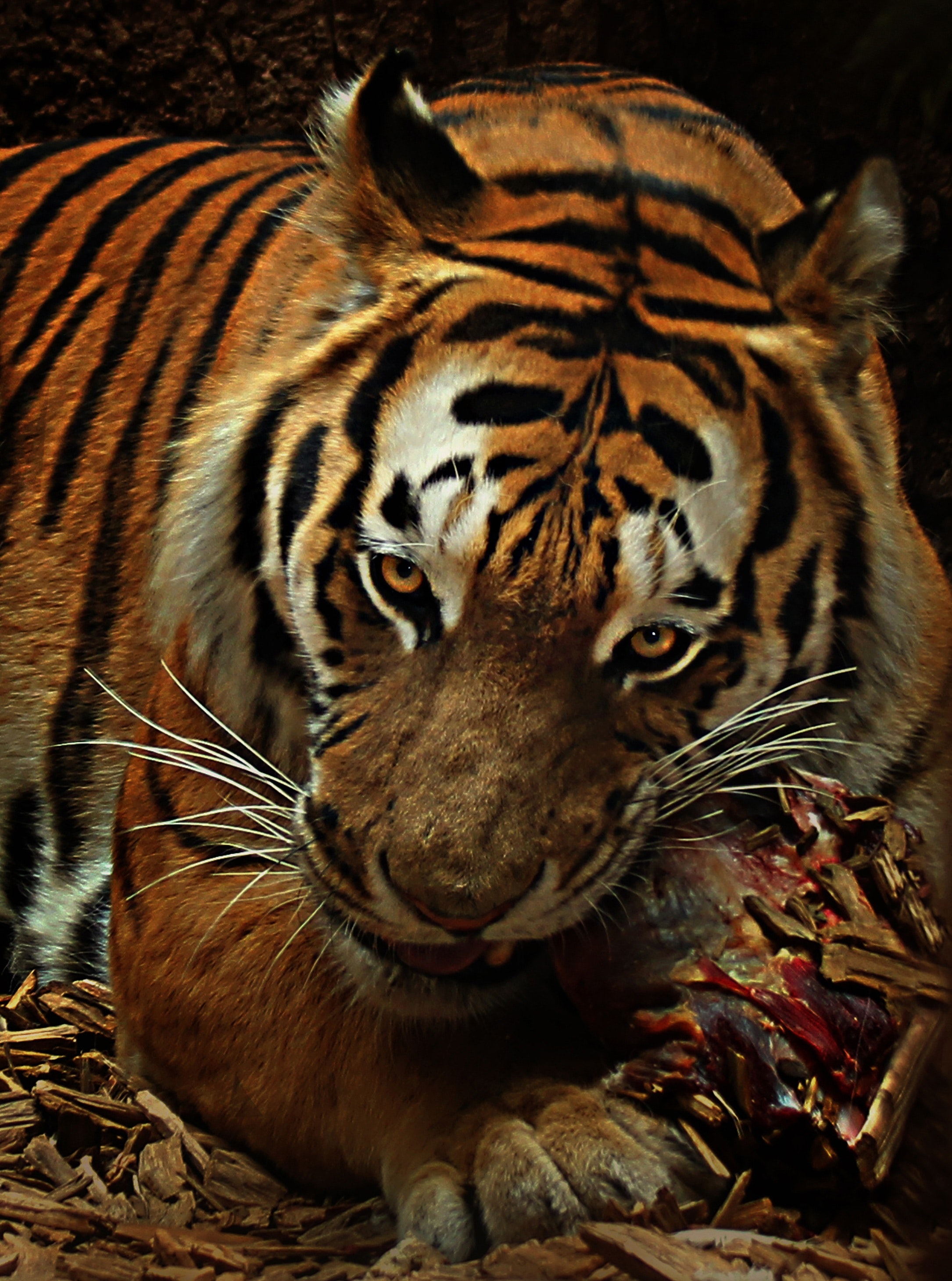 Tiger Free Wallpapers