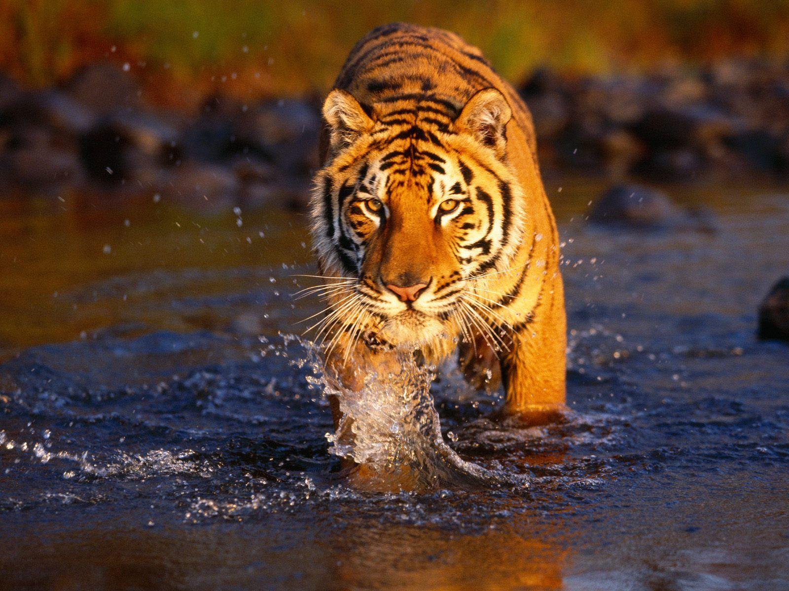 Tiger Free Wallpapers