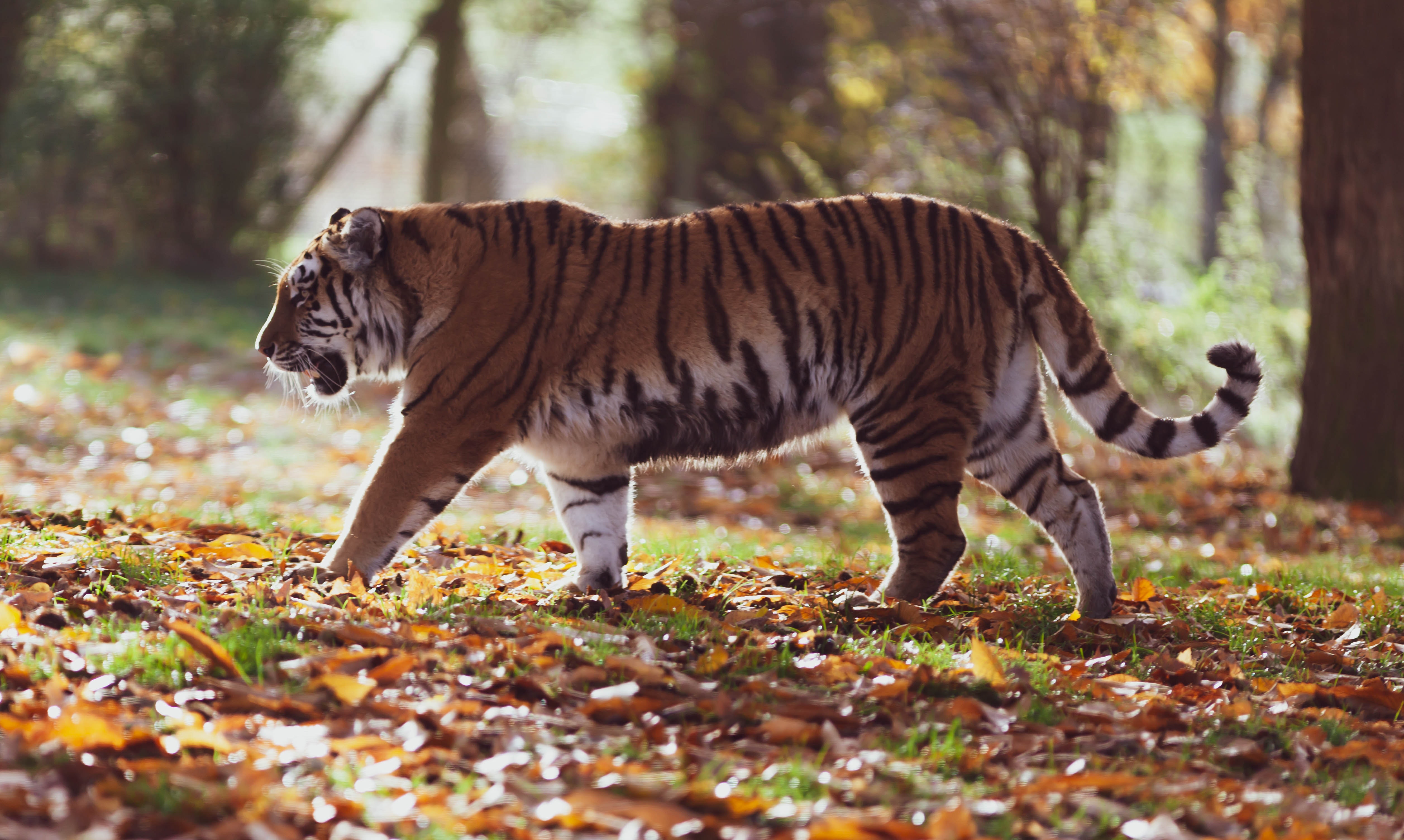 Tiger Free Wallpapers