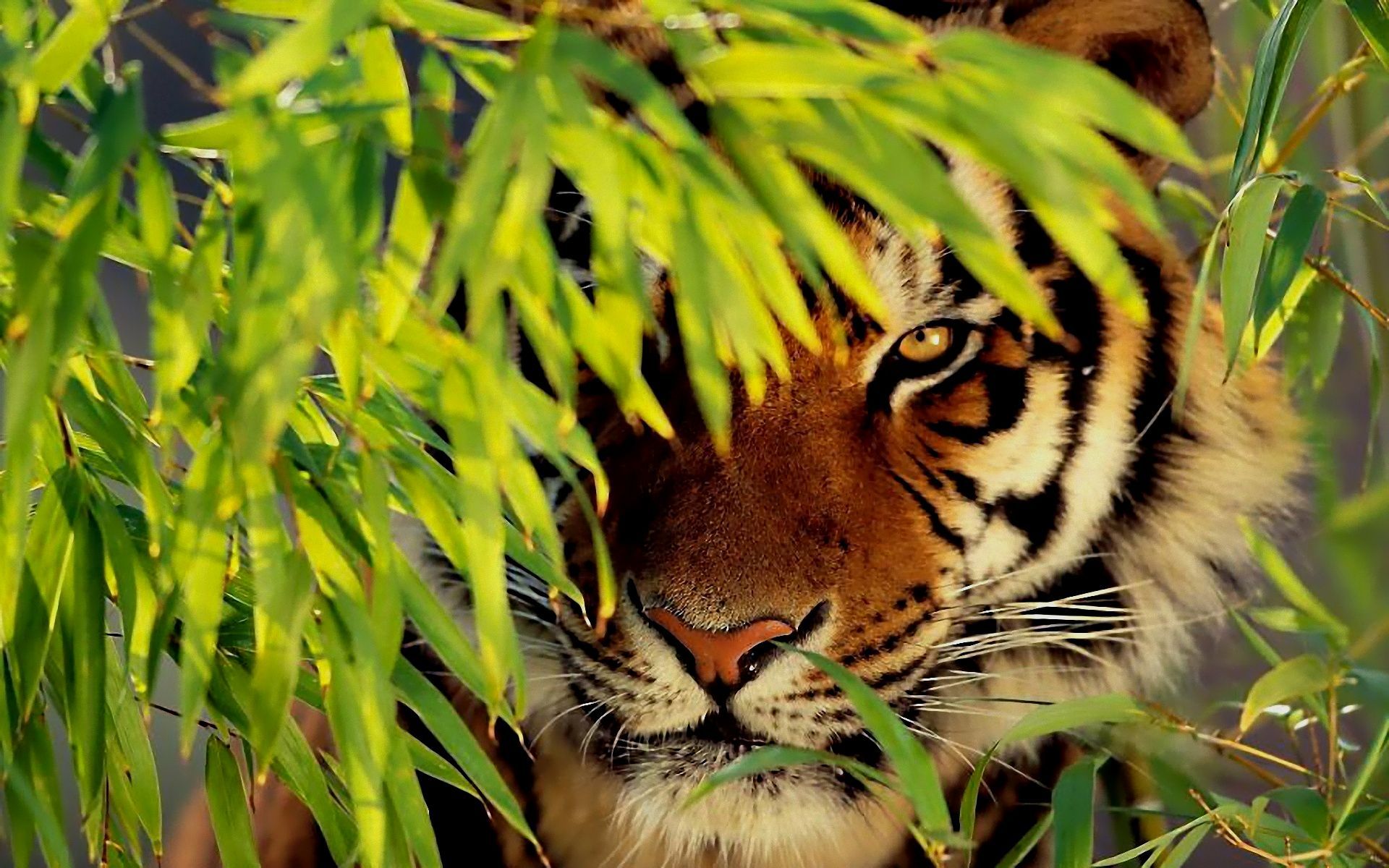 Tiger Free Wallpapers