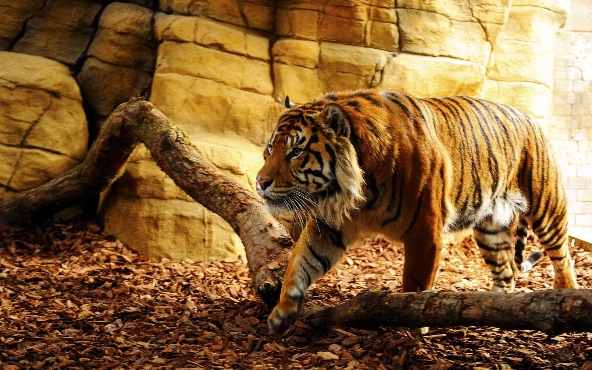 Tiger Free Wallpapers