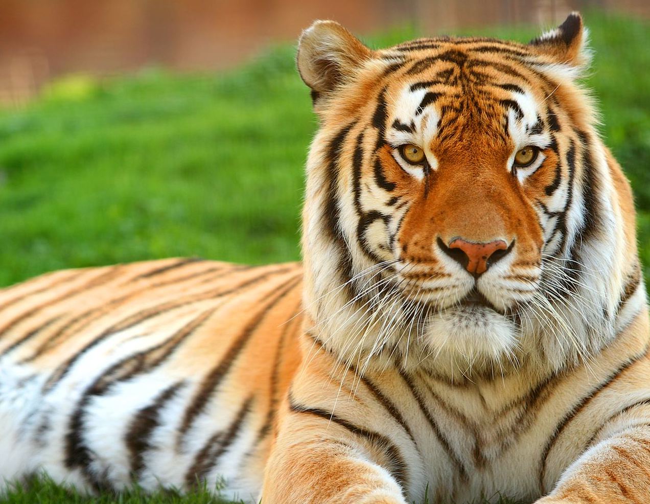 Tiger Free Wallpapers