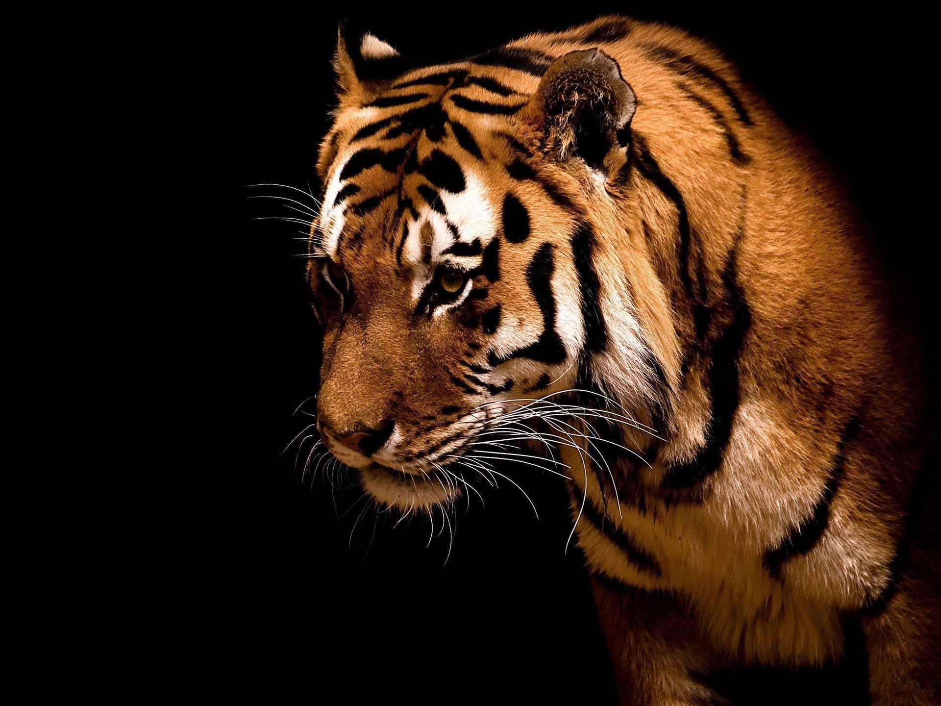 Tiger Free Wallpapers