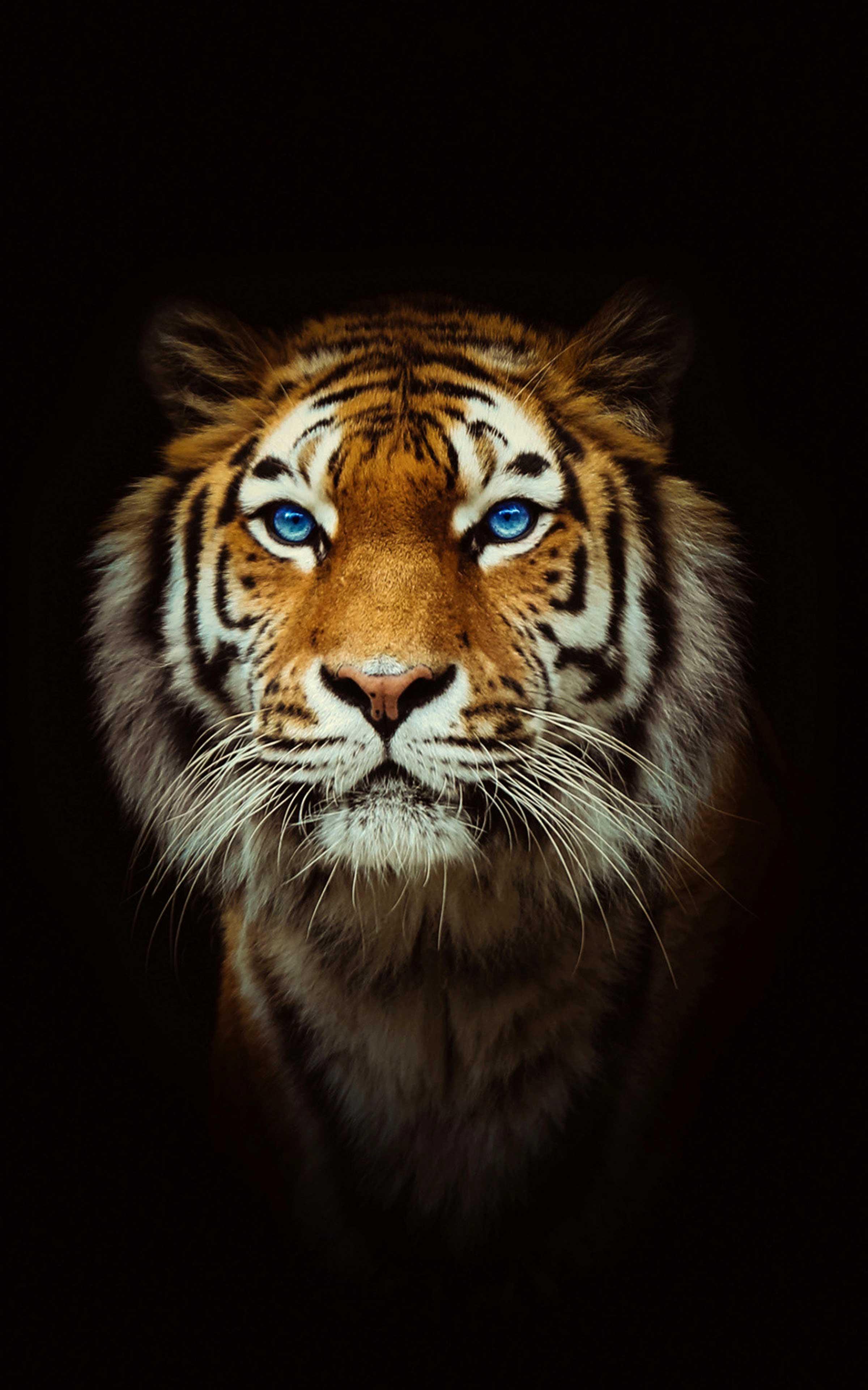 Tiger Free Wallpapers