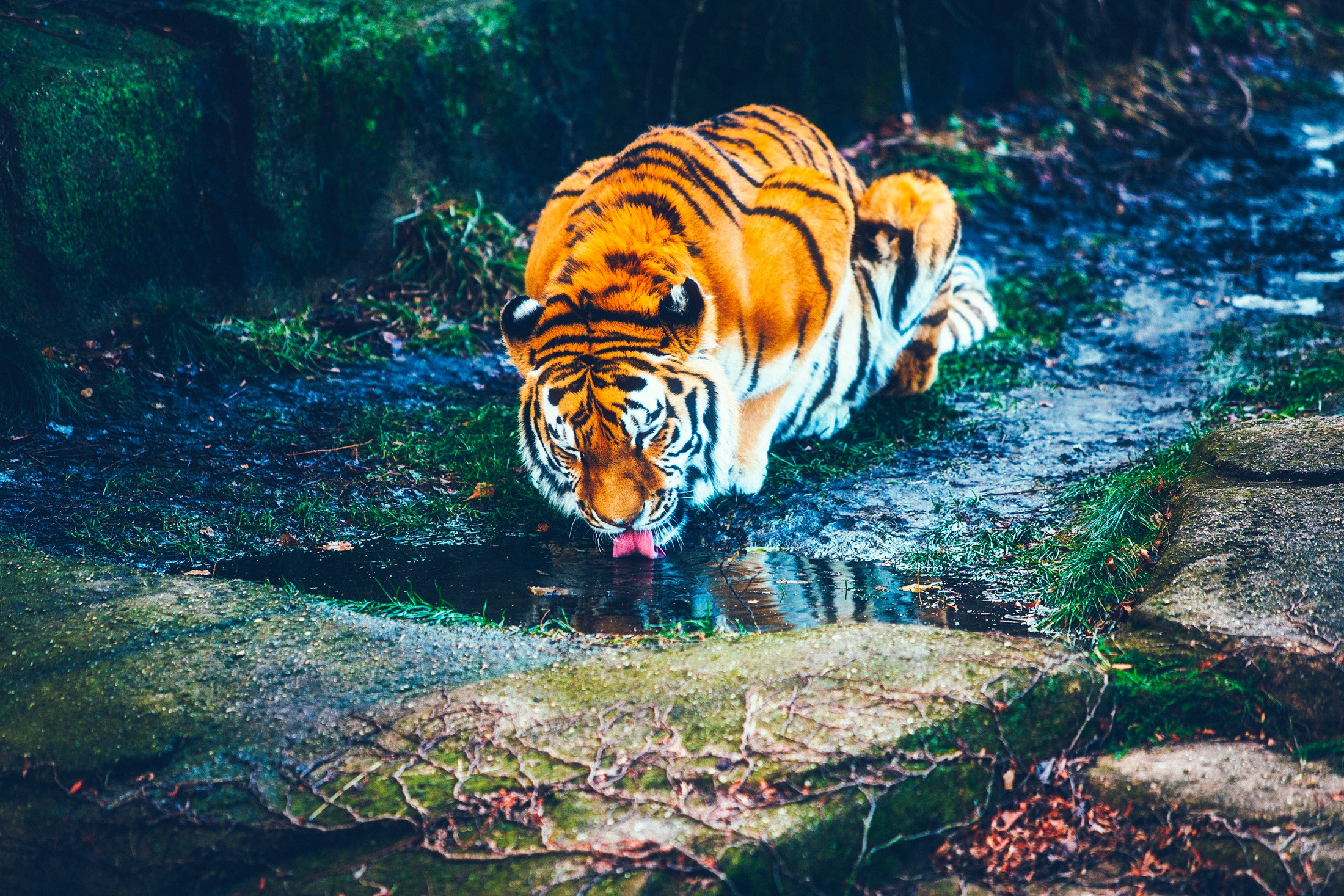 Tiger Free Wallpapers