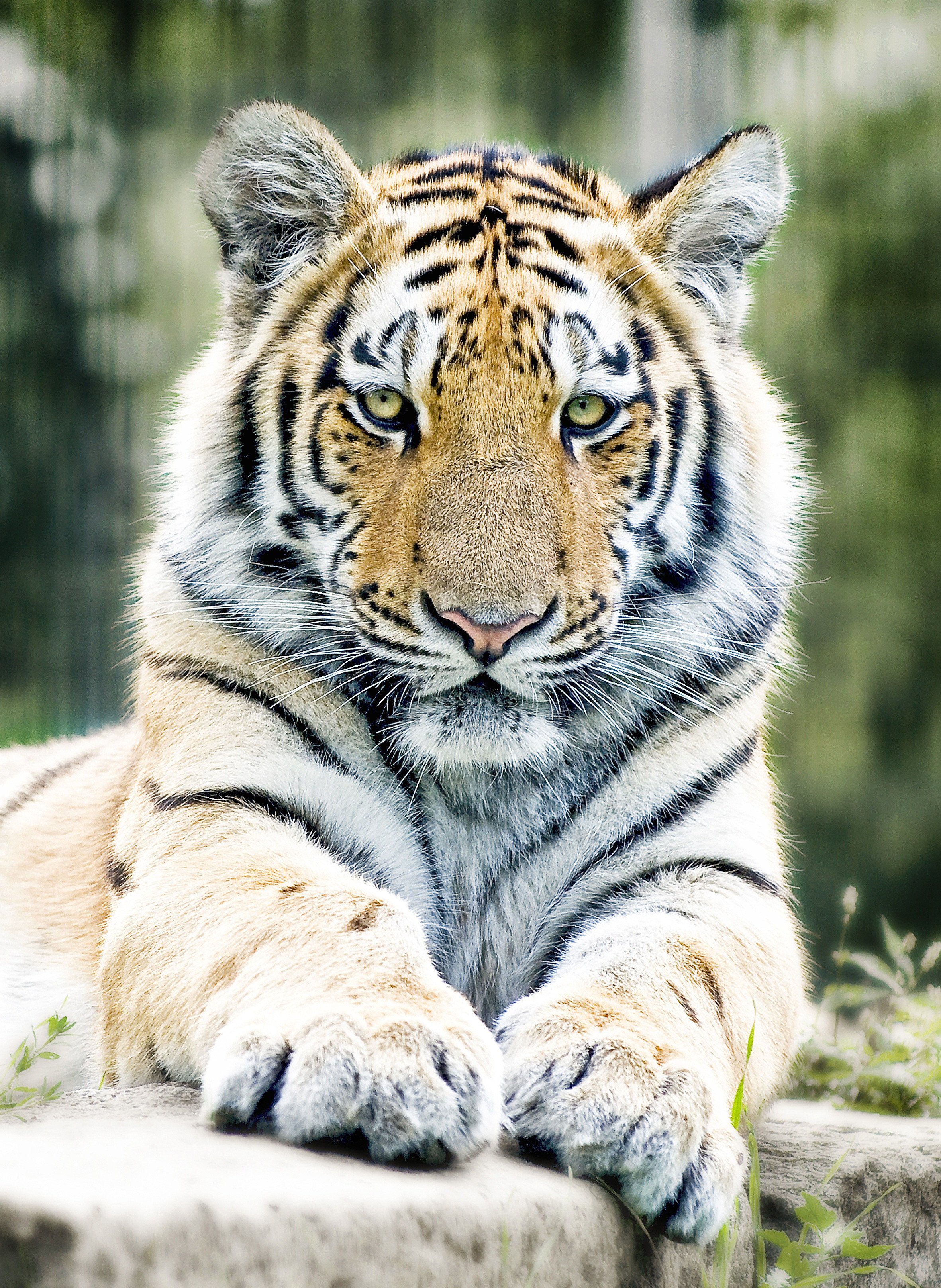 Tiger Free Wallpapers