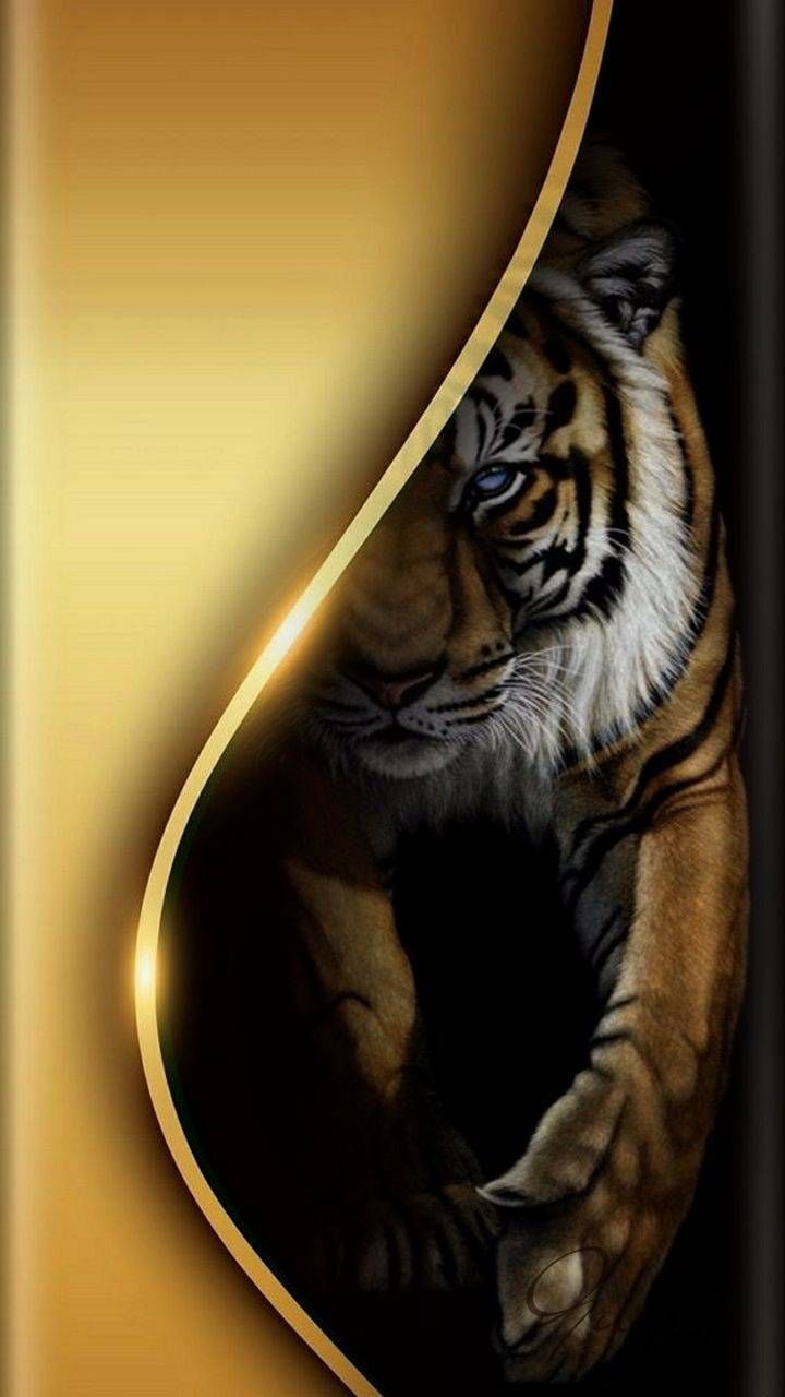 Tiger Free Wallpapers