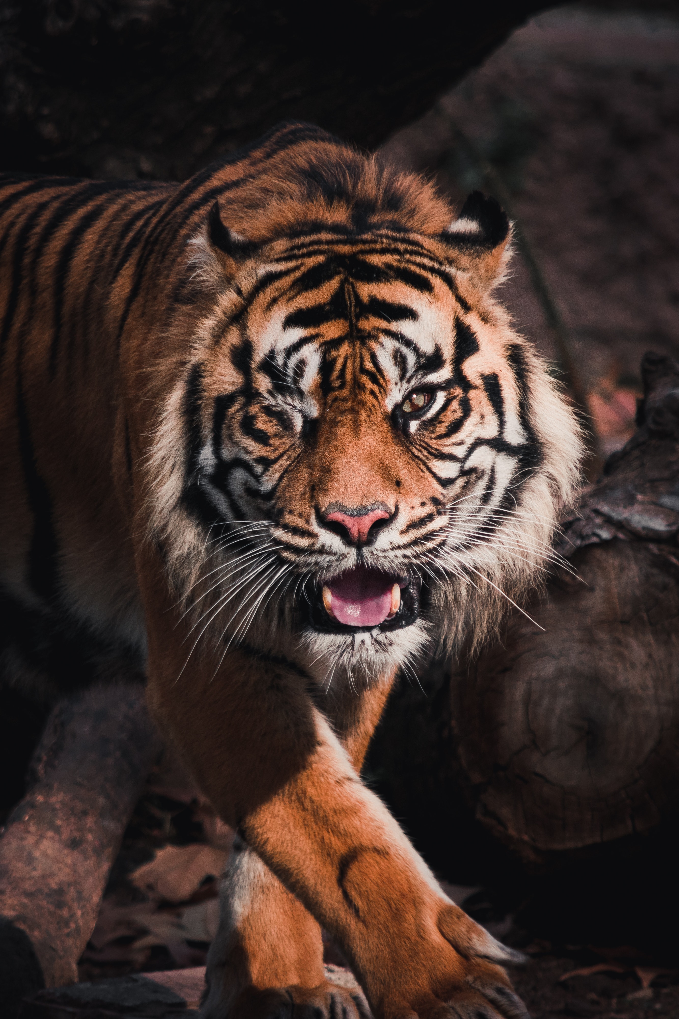 Tiger Free Wallpapers