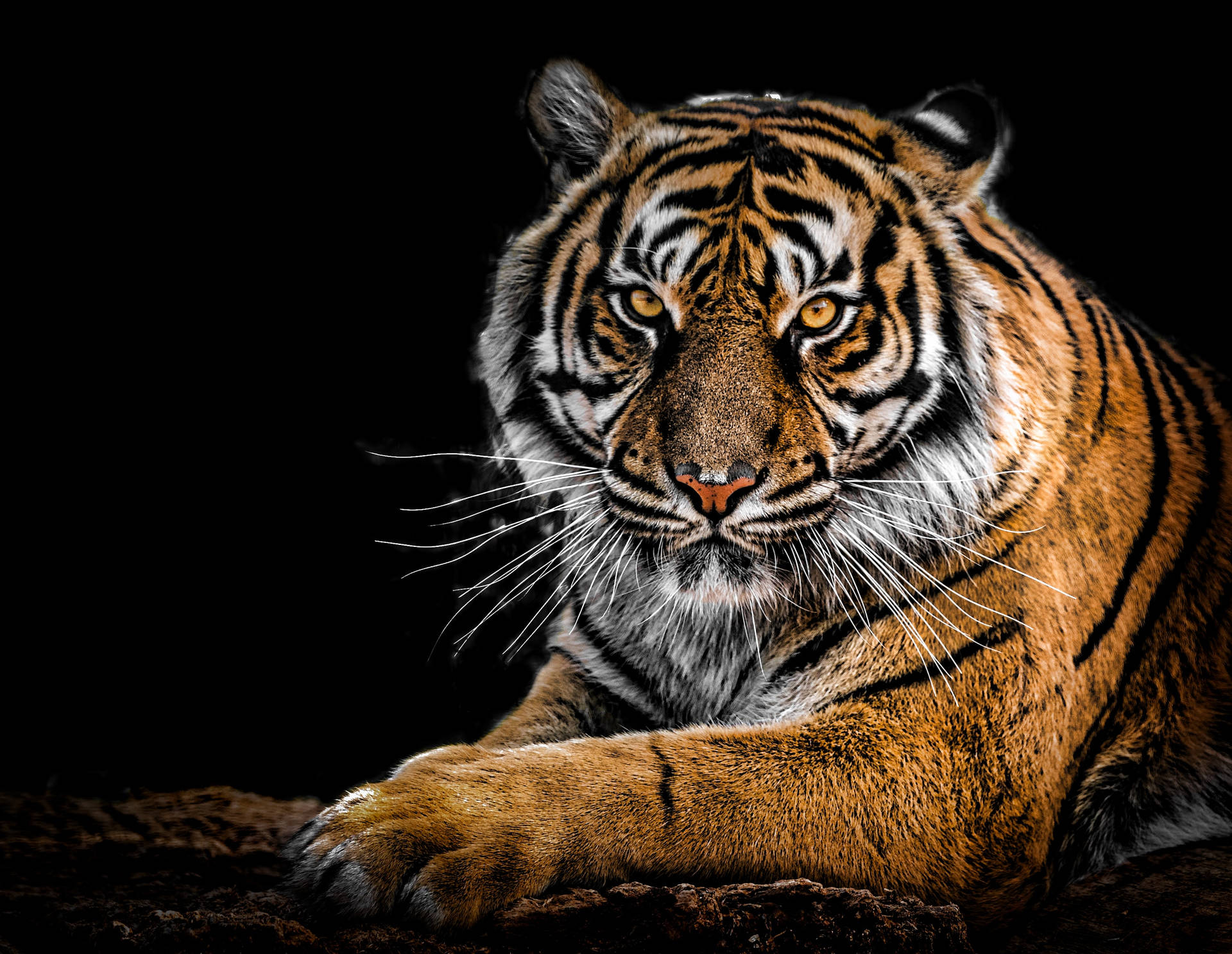 Tiger Free Wallpapers