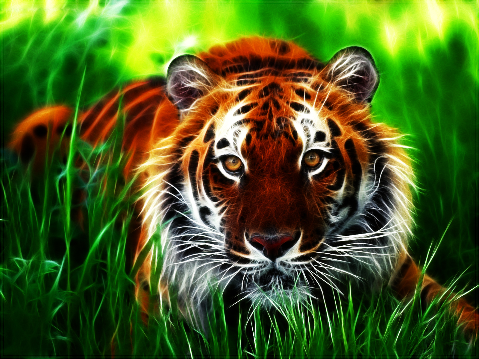 Tiger Free Wallpapers