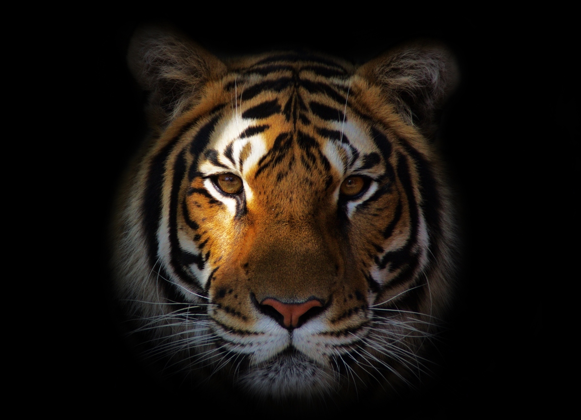 Tiger Free Wallpapers