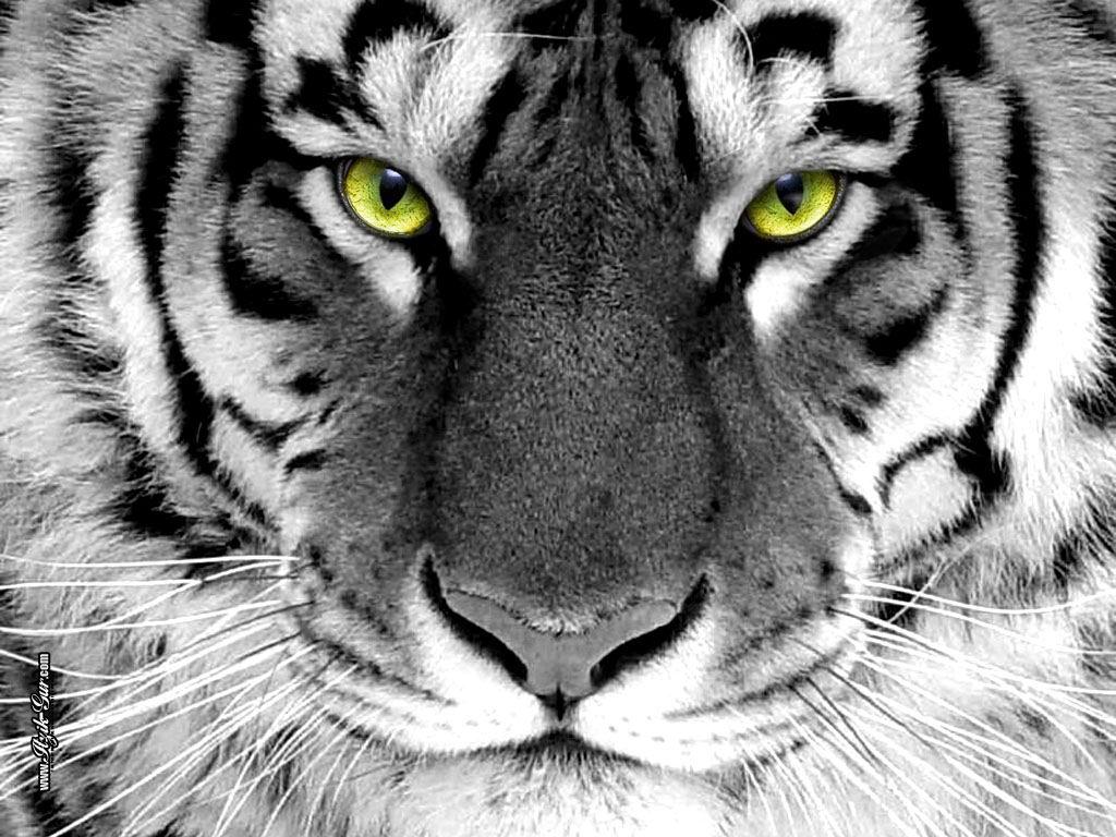 Tiger Free Wallpapers