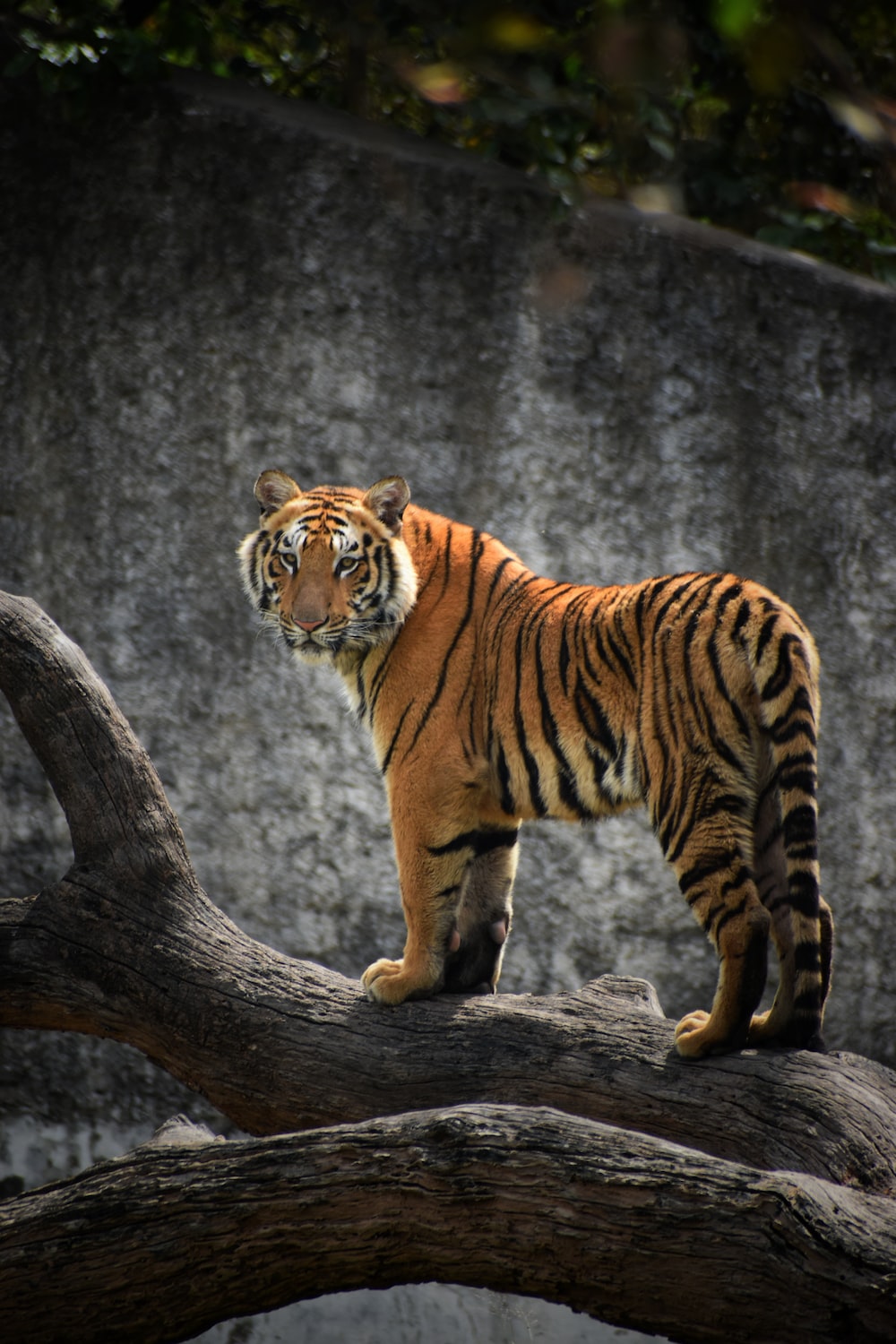 Tiger Free Wallpapers