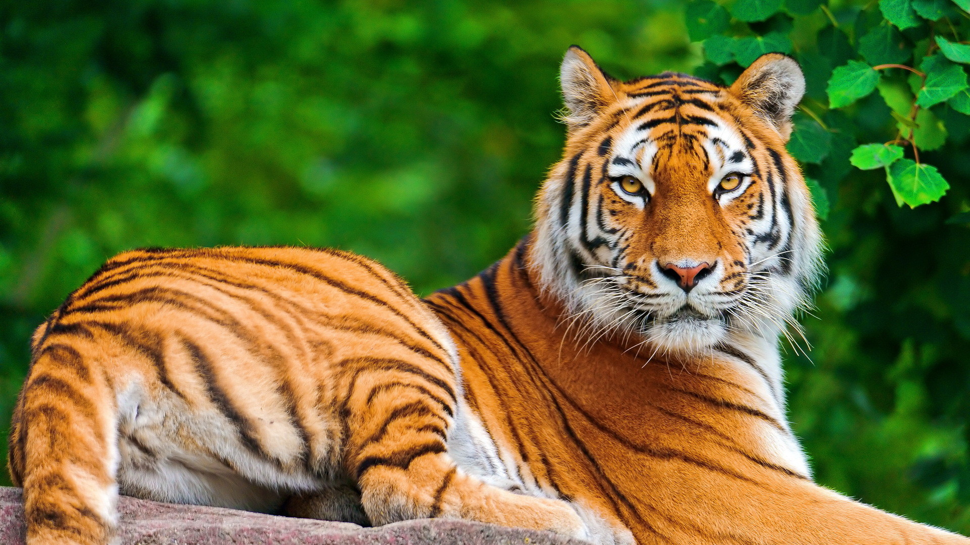 Tiger Free Wallpapers