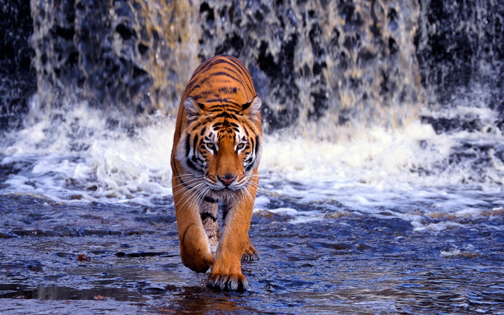 Tiger Free Wallpapers