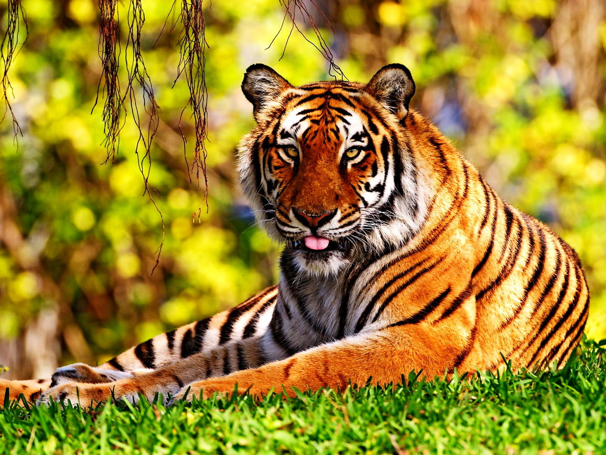 Tiger Free Wallpapers