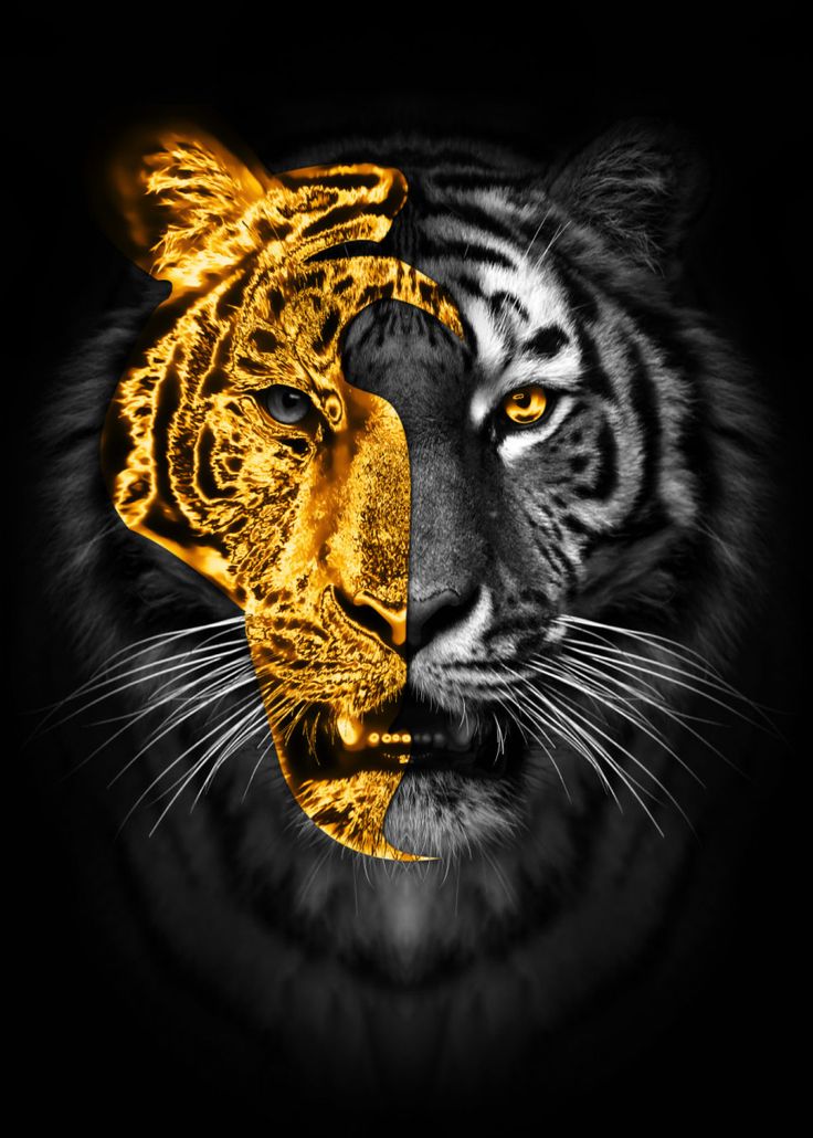 Tiger Head Wallpapers