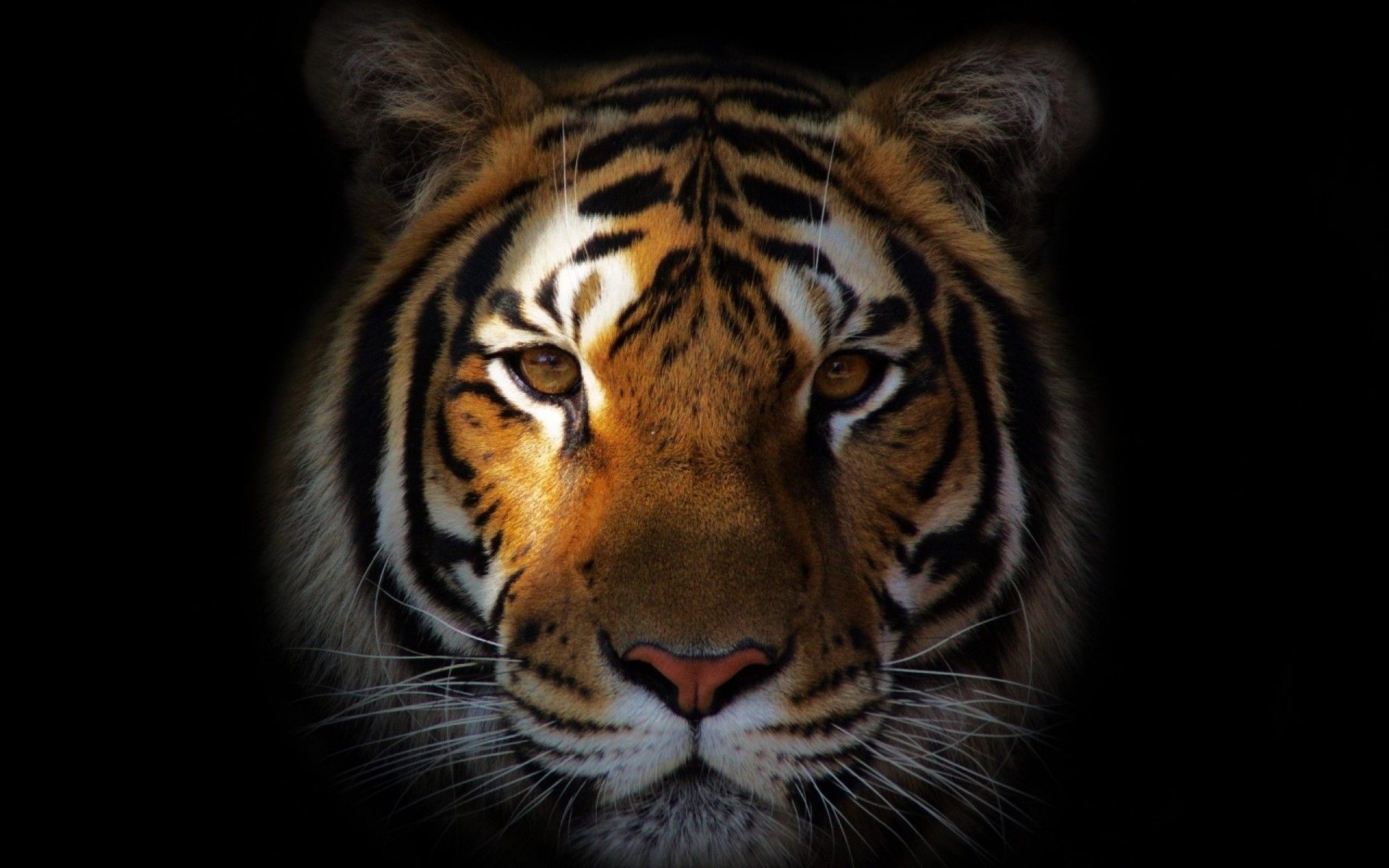 Tiger Head Wallpapers