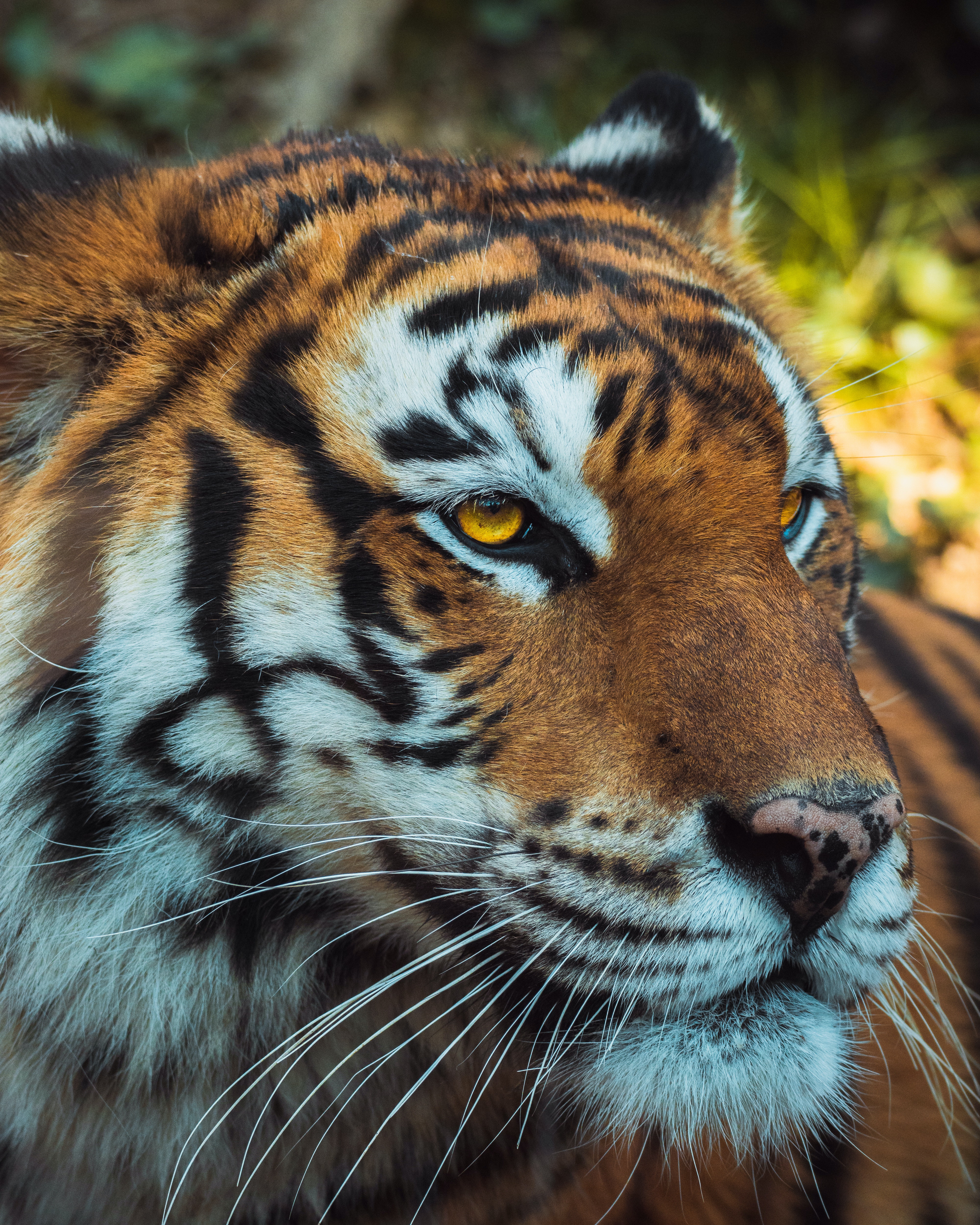 Tiger Head Wallpapers