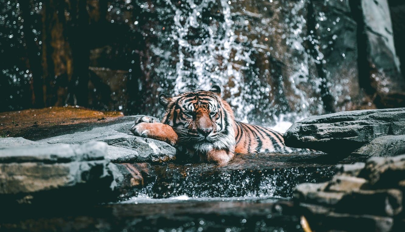 Tiger Laptop Wallpapers