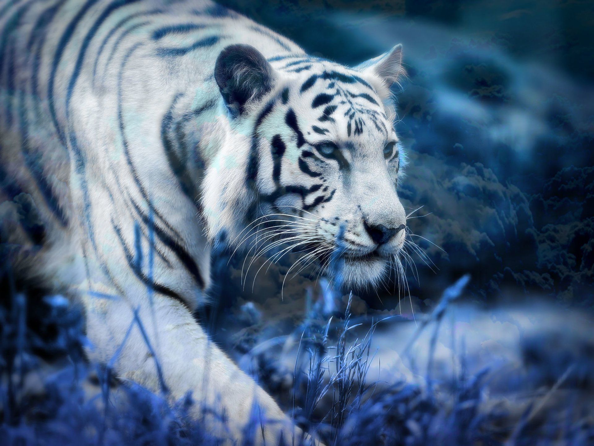 Tiger Laptop Wallpapers