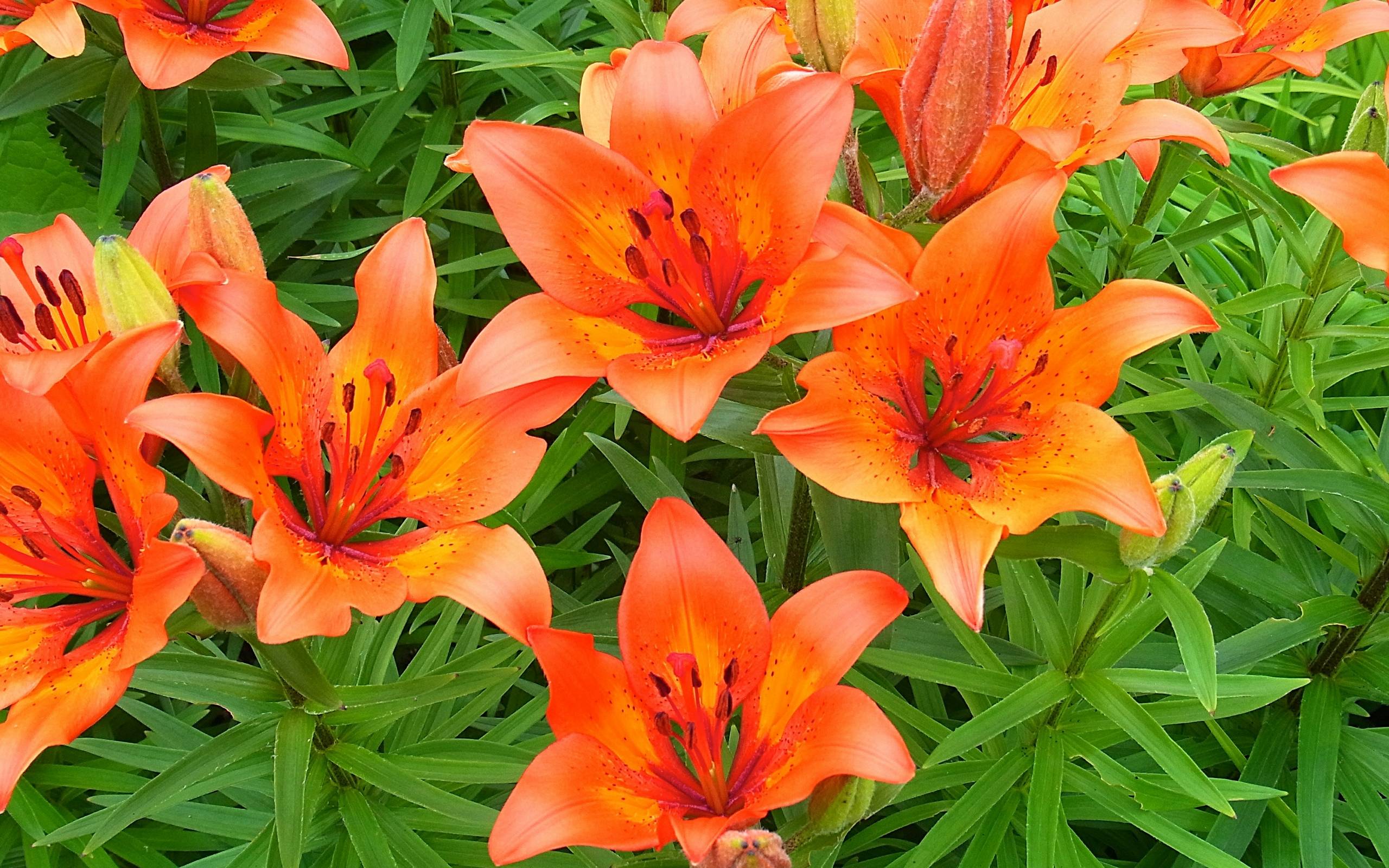 Tiger Lily Wallpapers