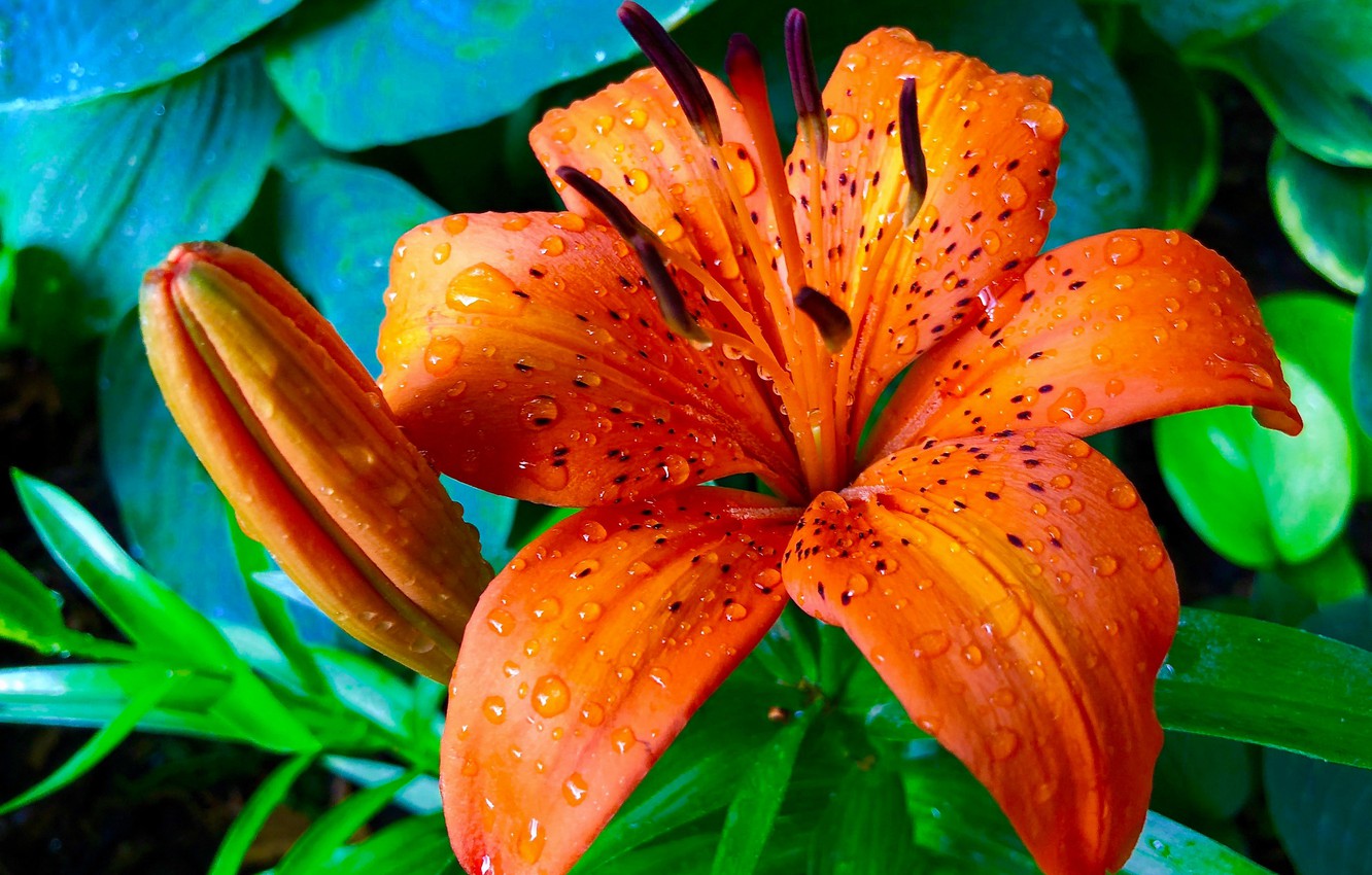 Tiger Lily Wallpapers