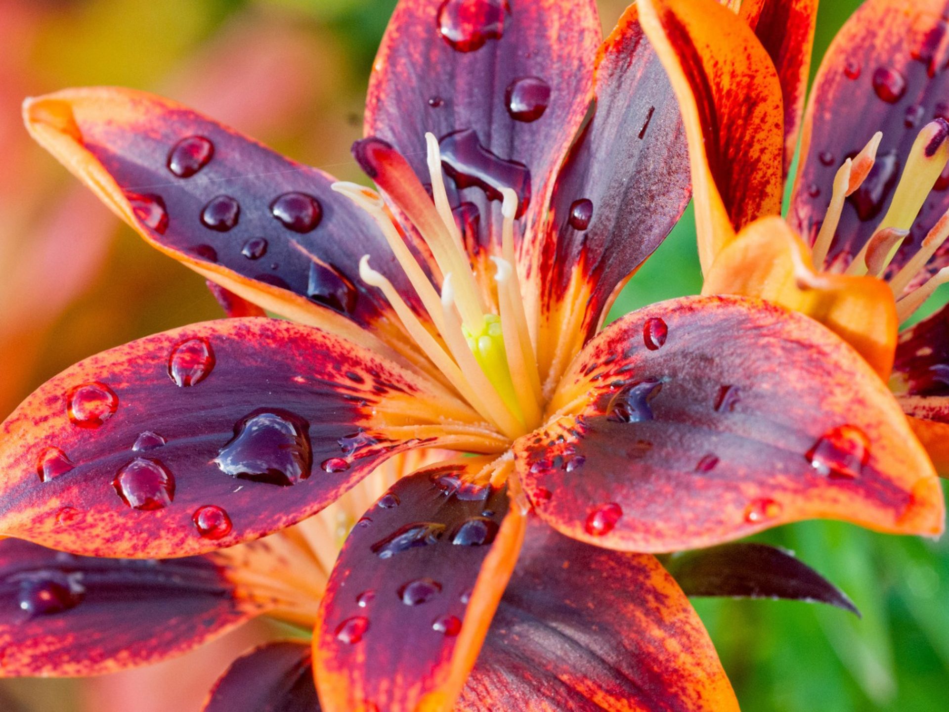 Tiger Lily Wallpapers