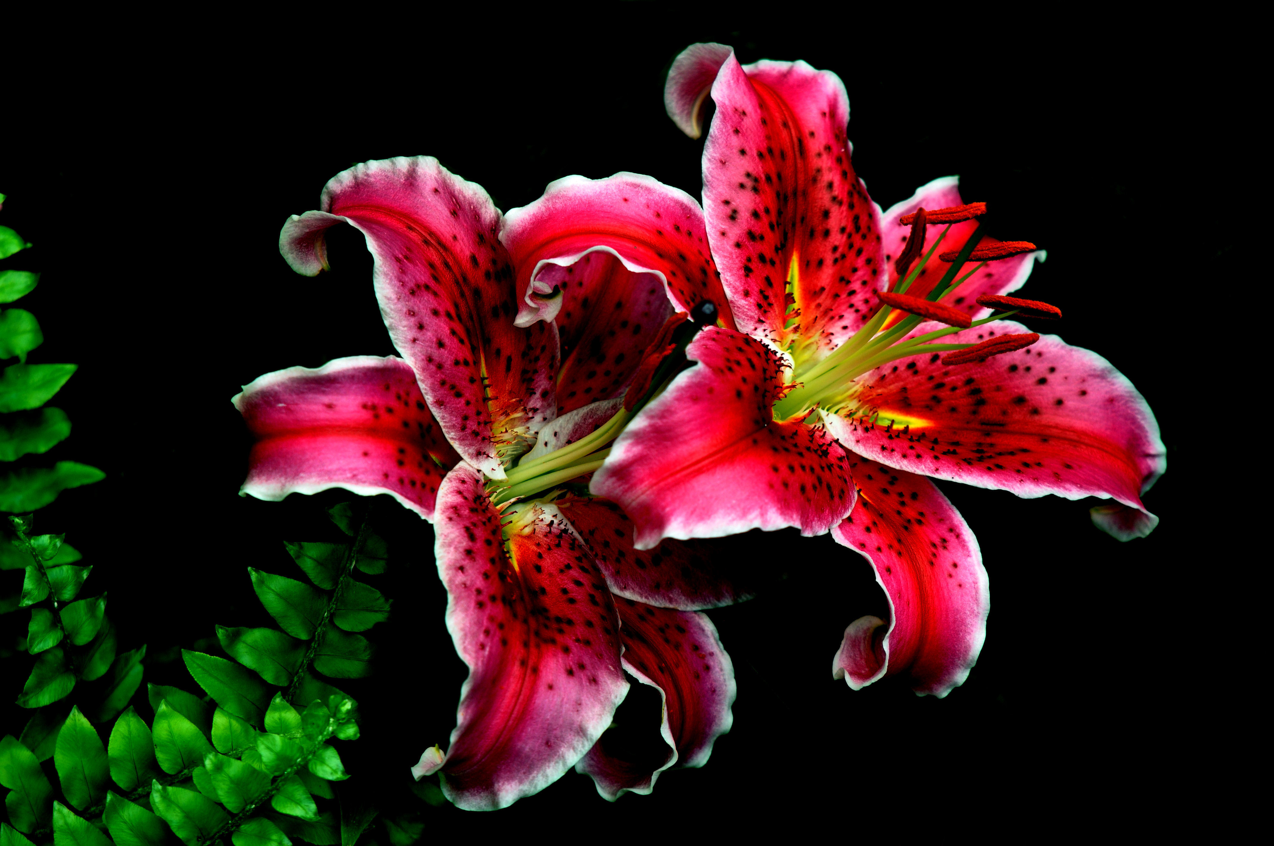 Tiger Lily Wallpapers