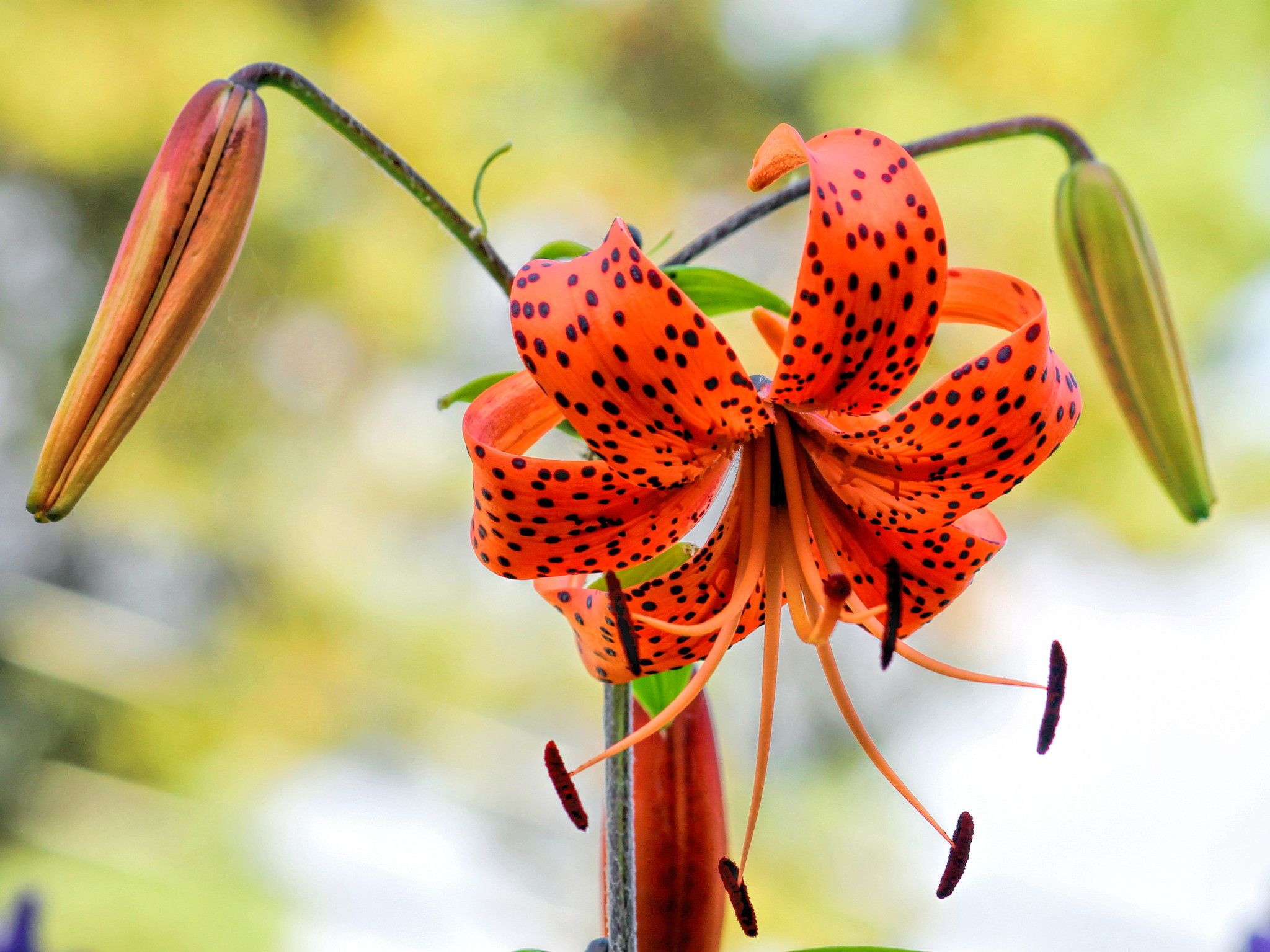 Tiger Lily Wallpapers