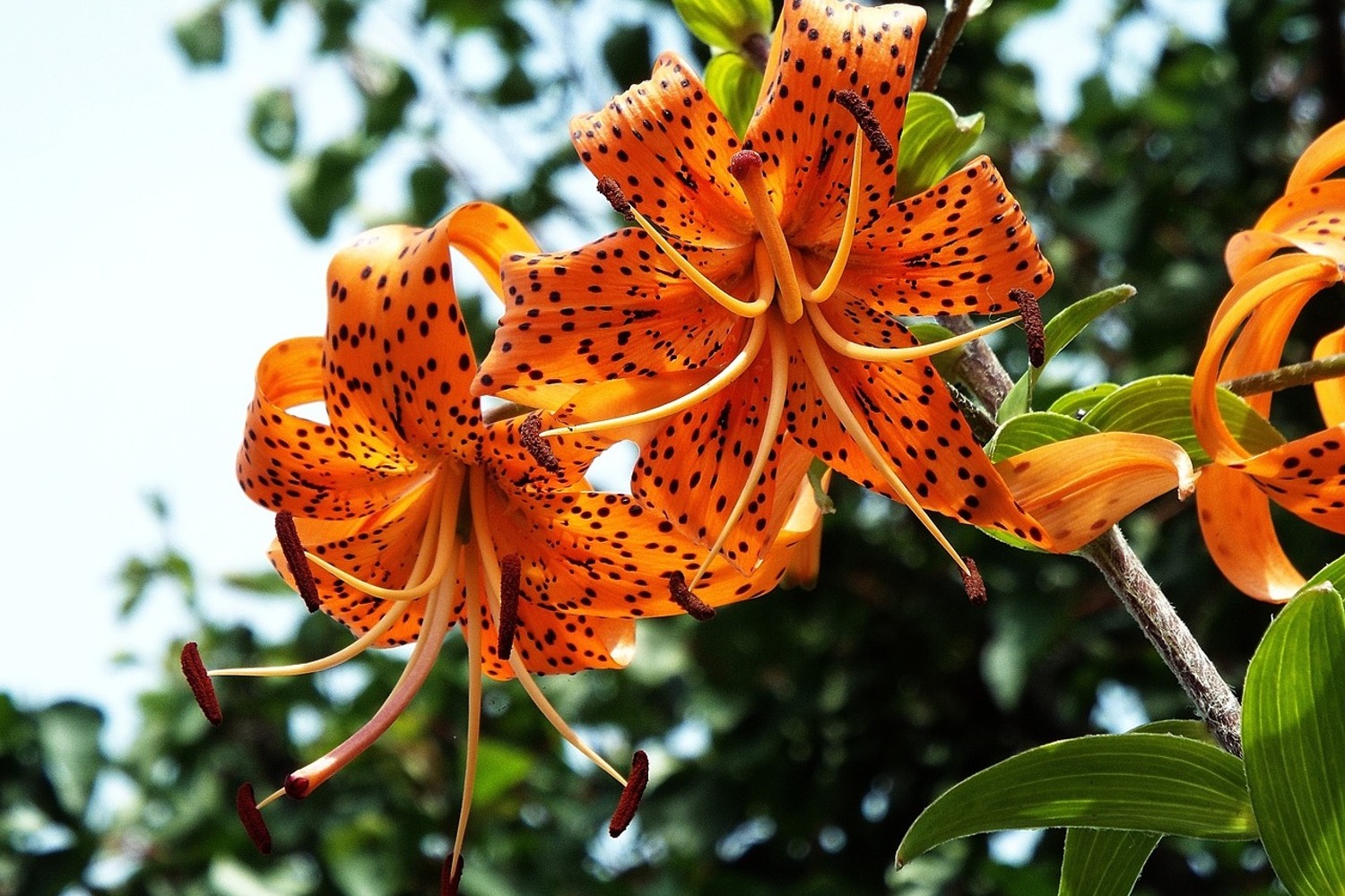 Tiger Lily Wallpapers