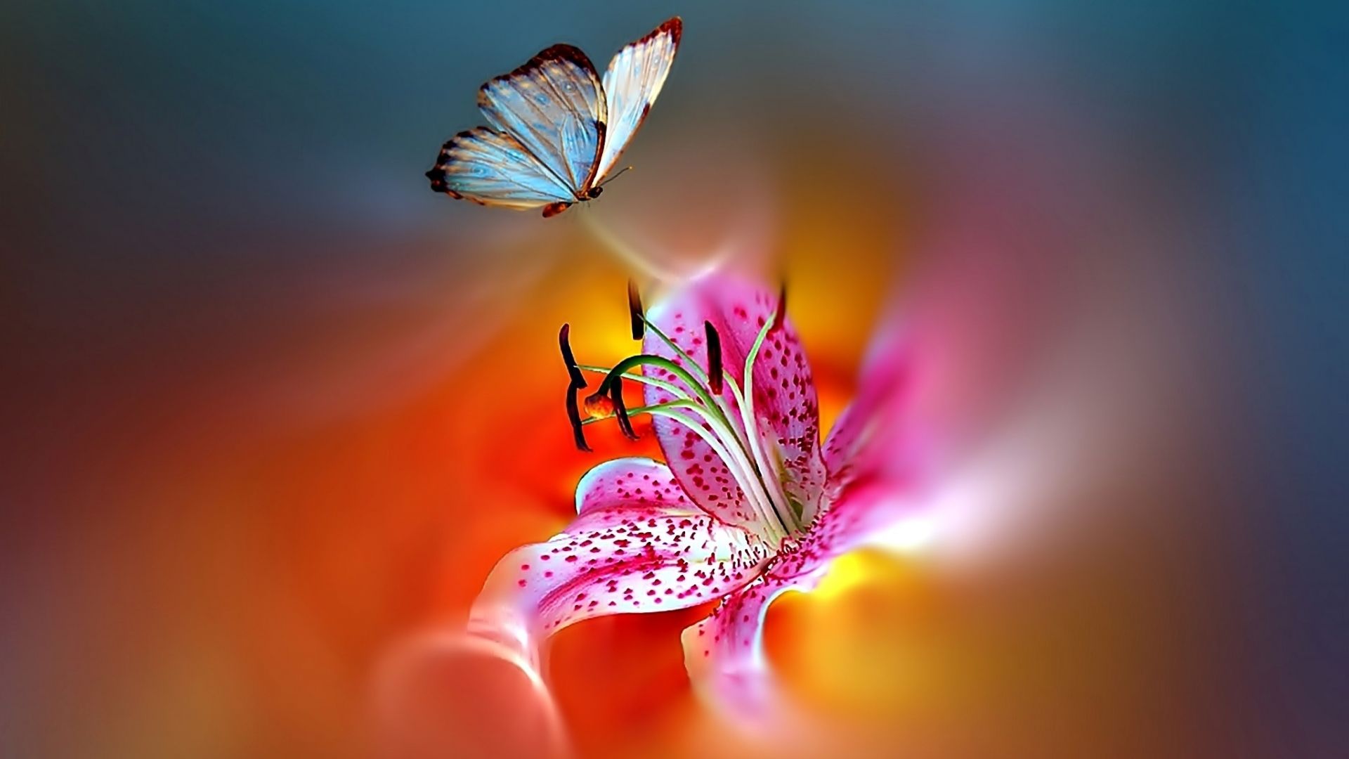 Tiger Lily Wallpapers