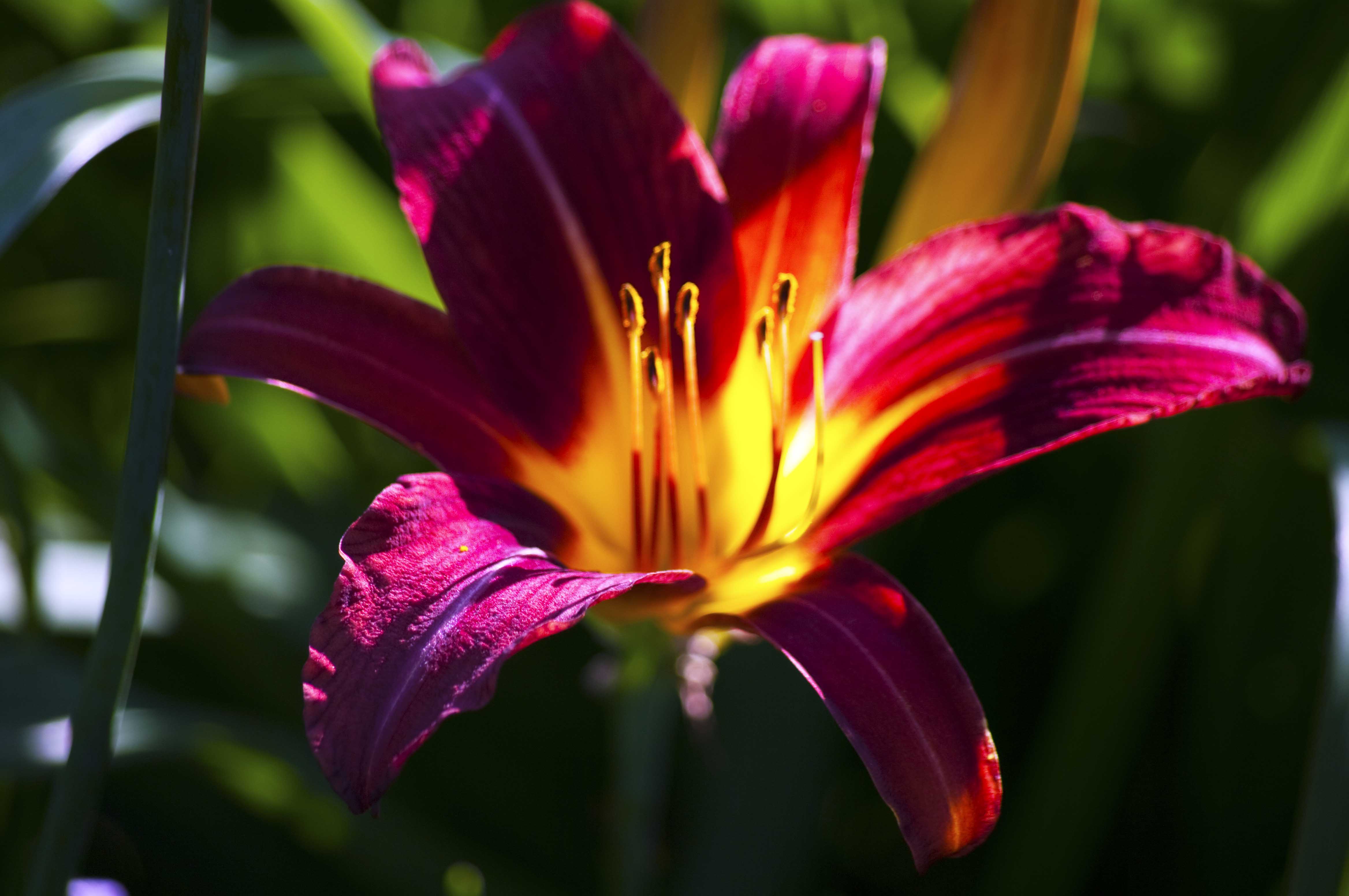 Tiger Lily Wallpapers