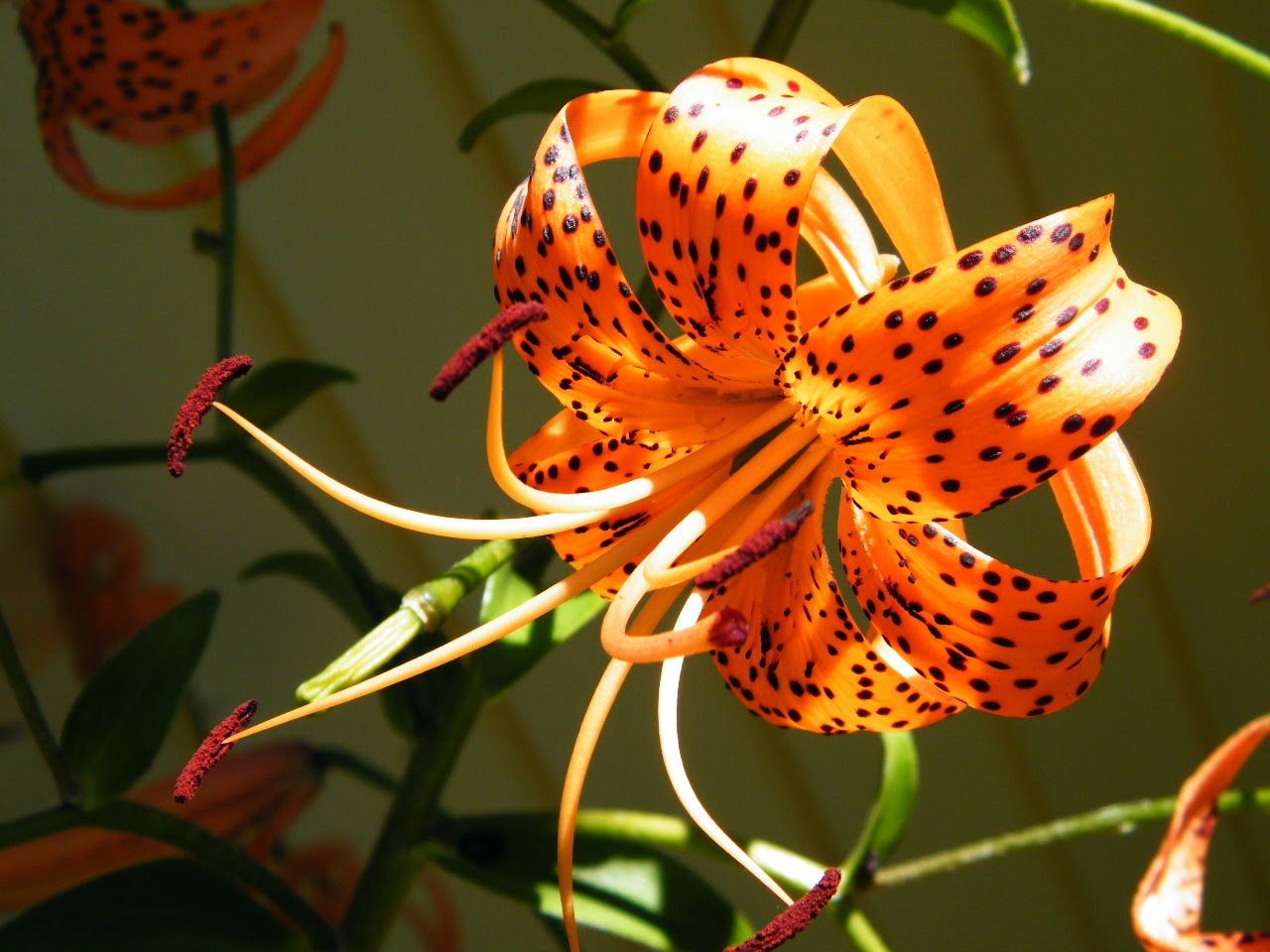 Tiger Lily Wallpapers