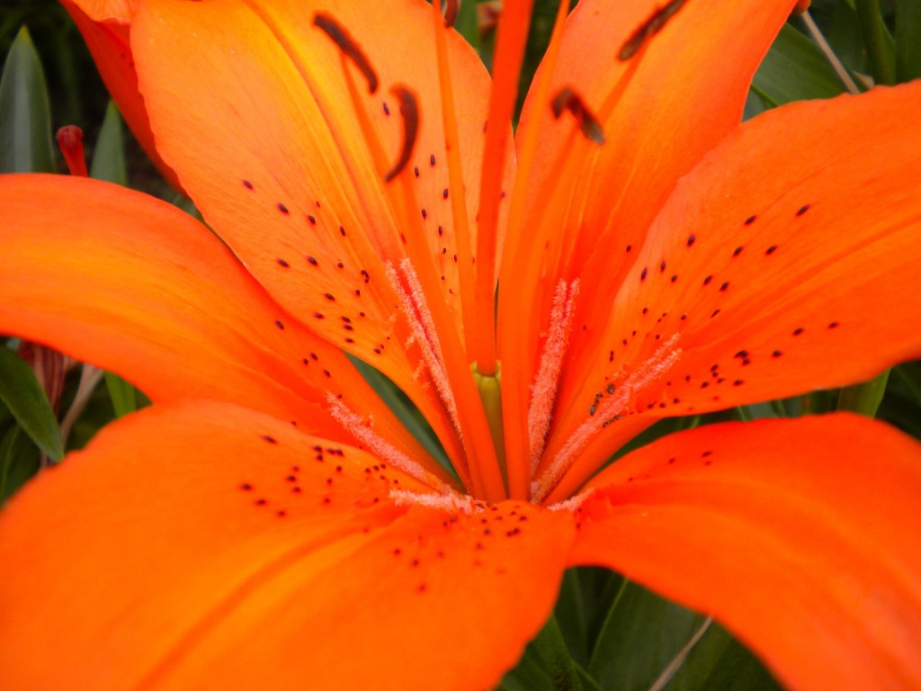 Tiger Lily Wallpapers