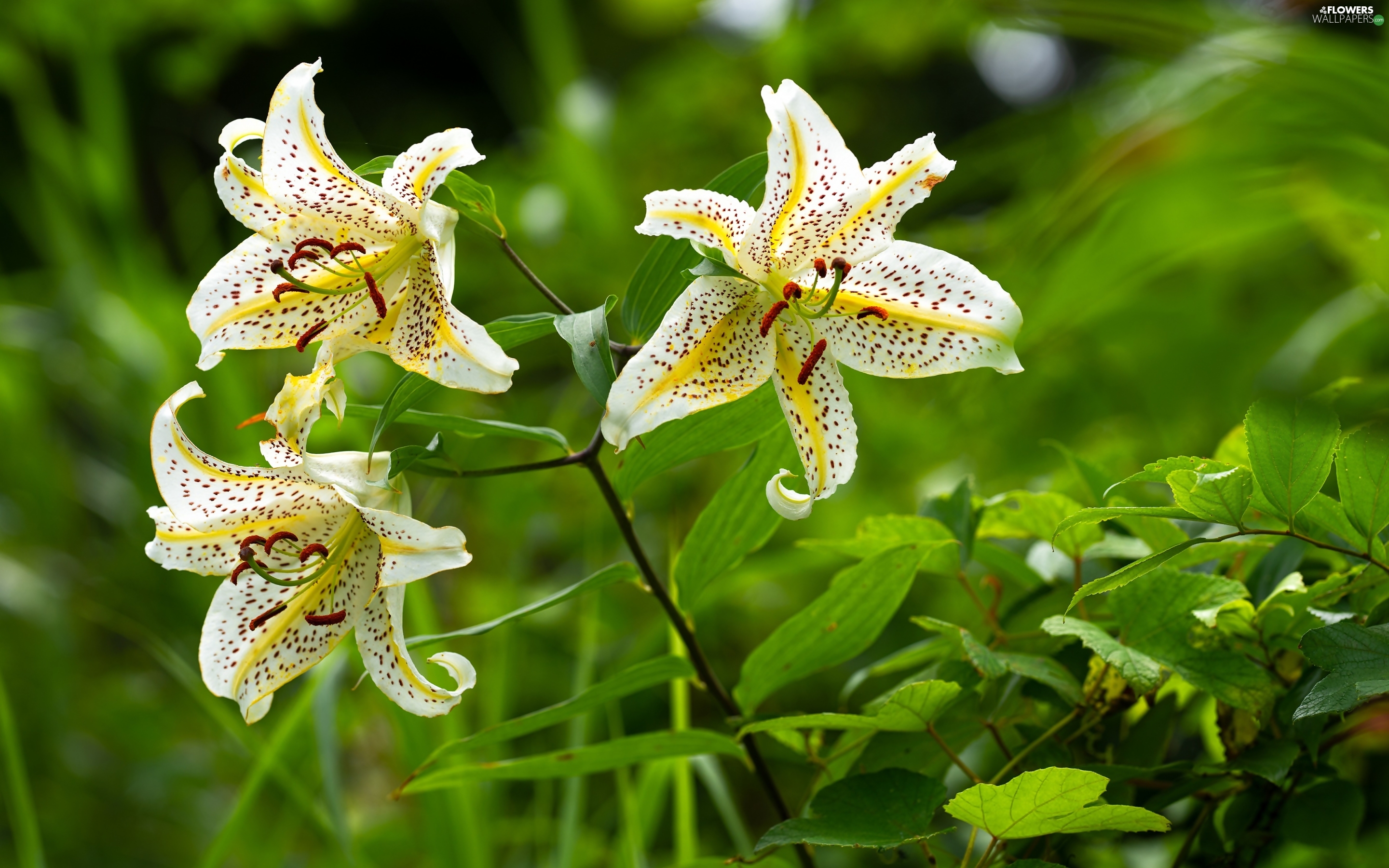 Tiger Lily Wallpapers