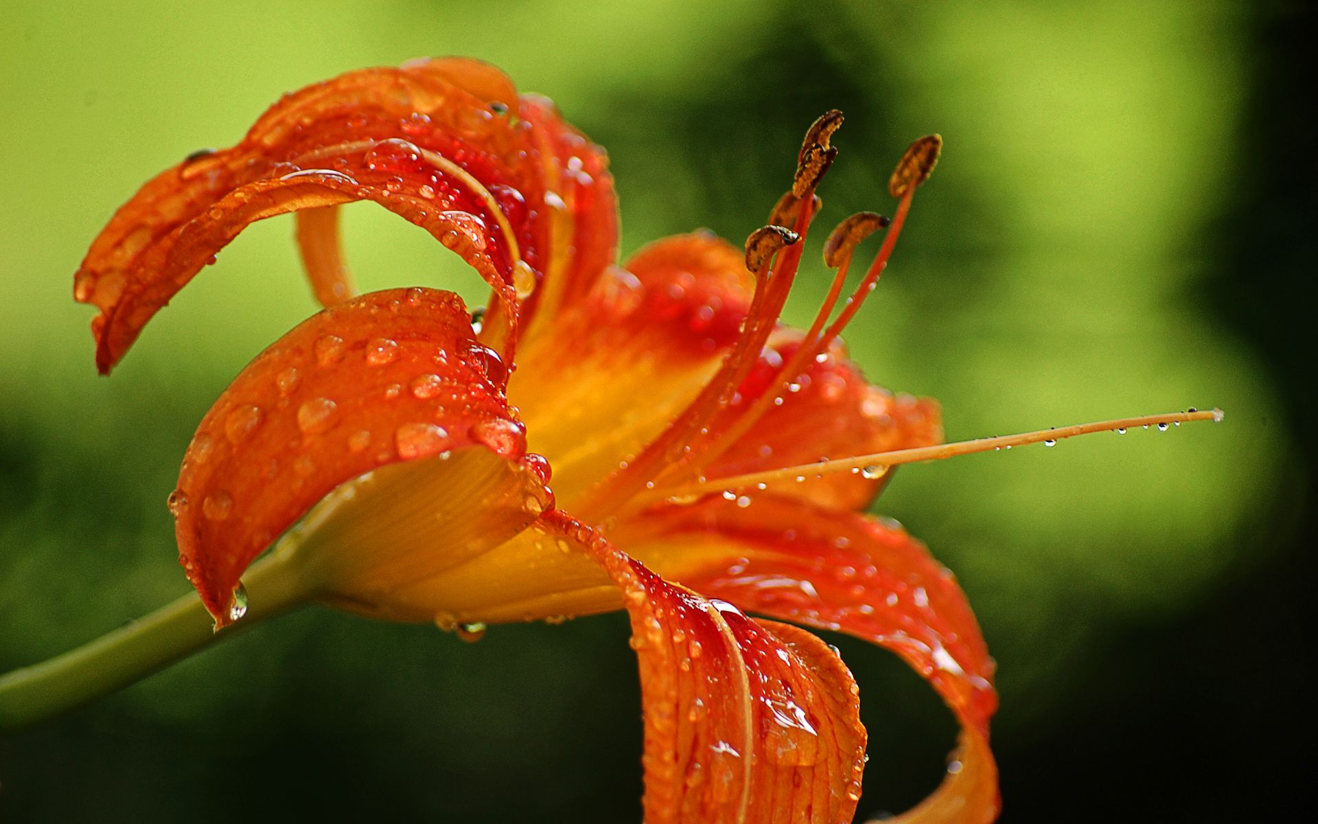 Tiger Lily Wallpapers