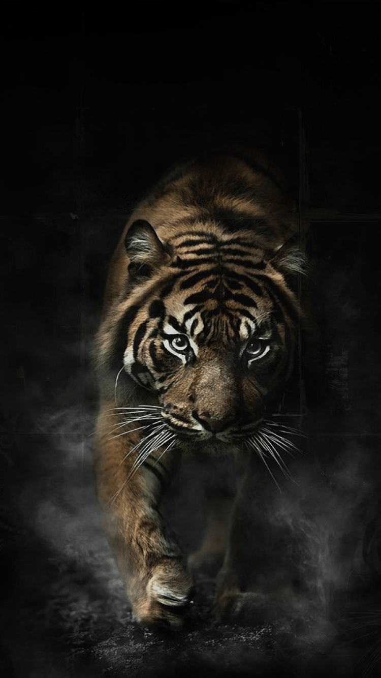 Tiger Phone Wallpapers